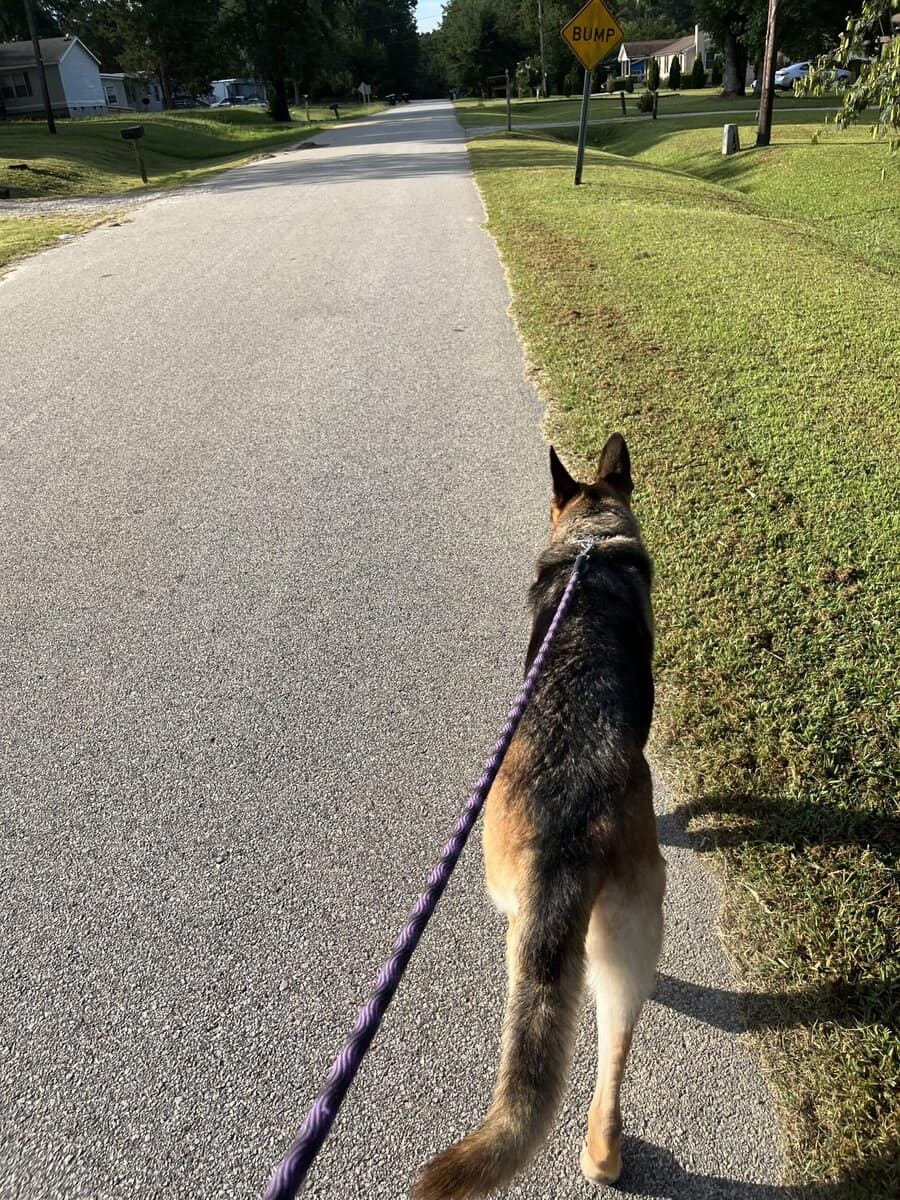 Rehoming Female German Shepherd image 9