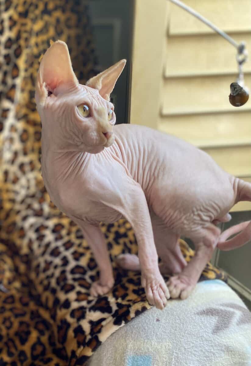Beautiful red Sphynx very spoiled ready now image 5