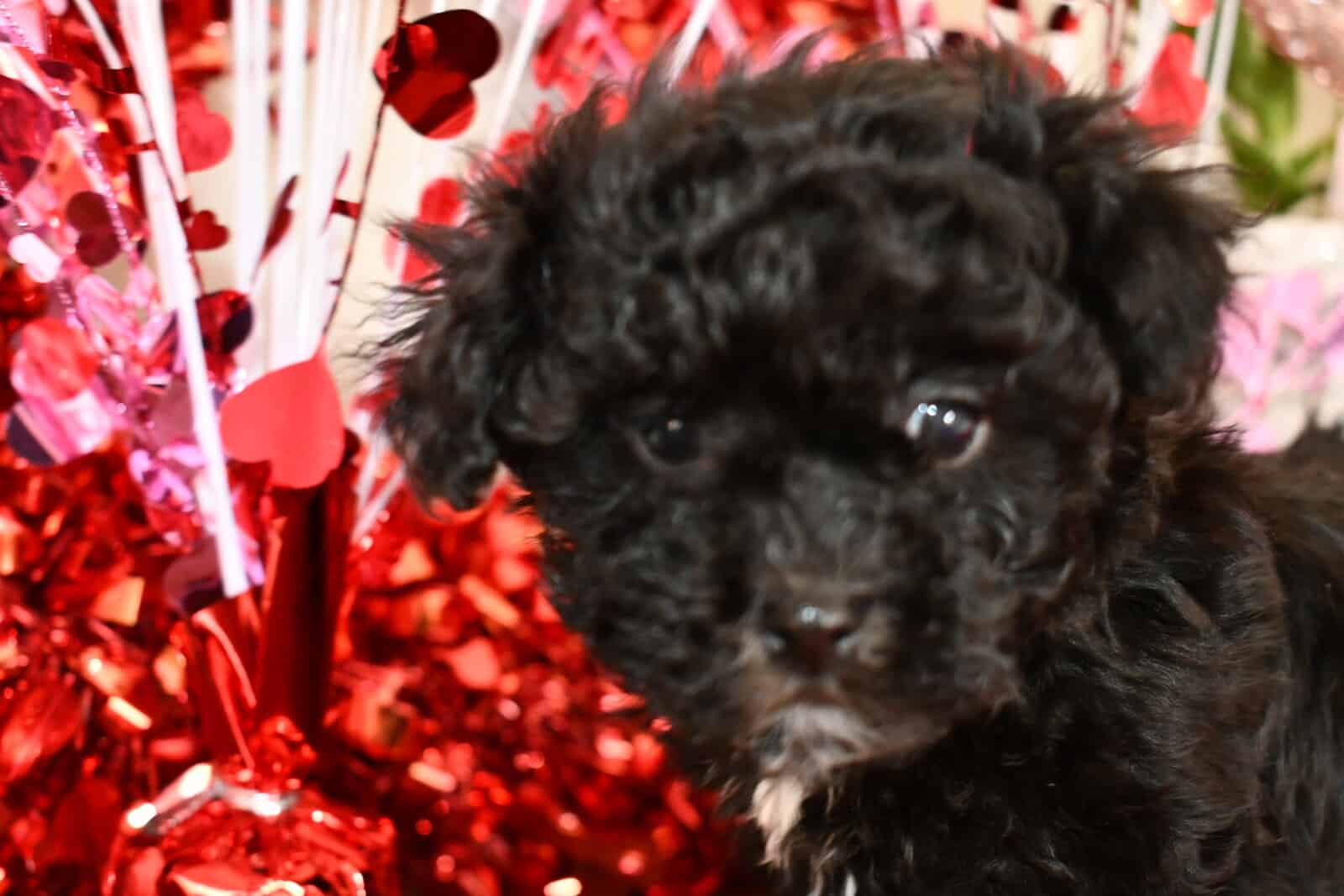 Adorable Havanese Puppies image 3