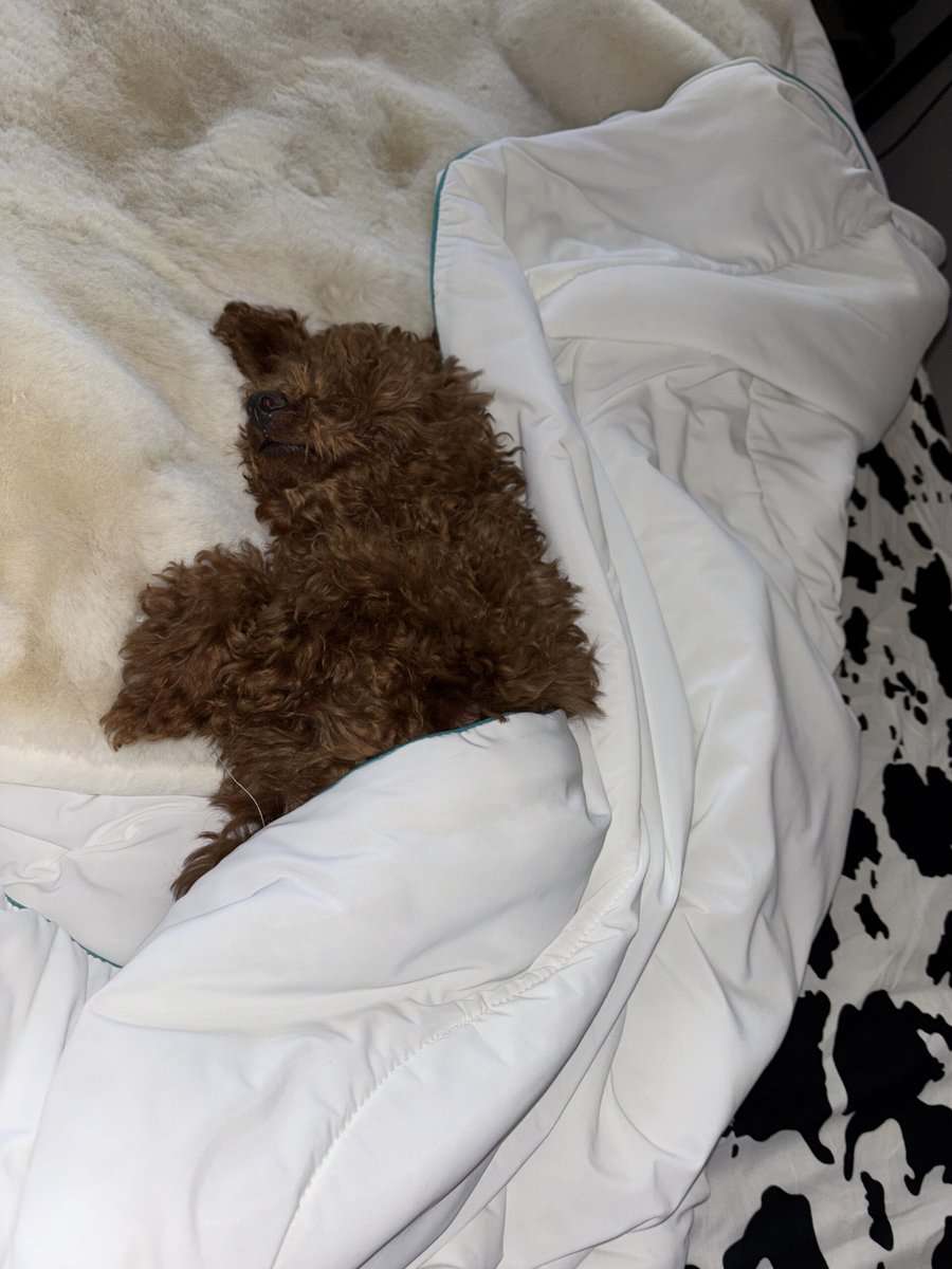 Full bread toy poodle 16weeks old image 4