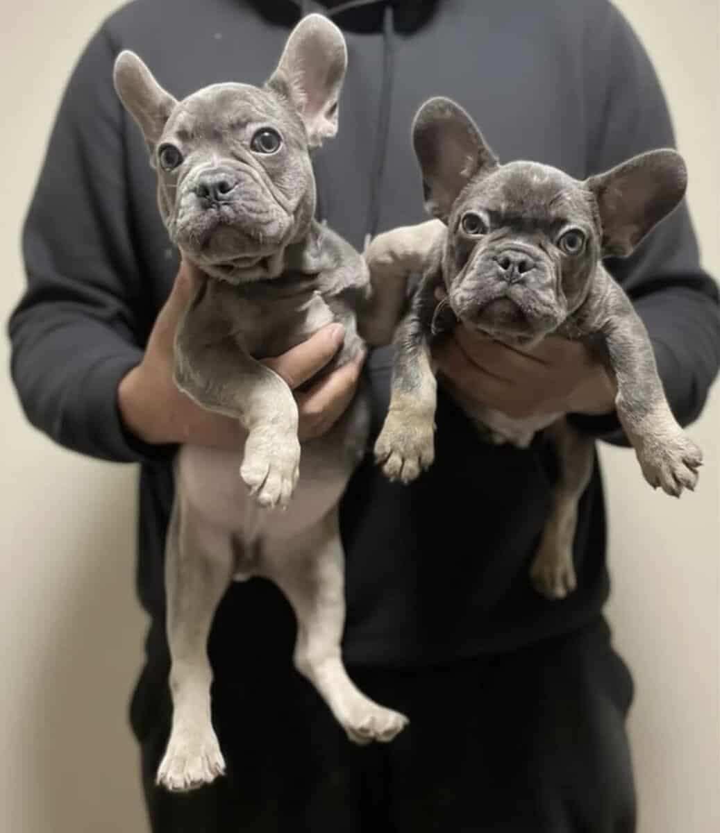 French Bulldog - Oliver image 4