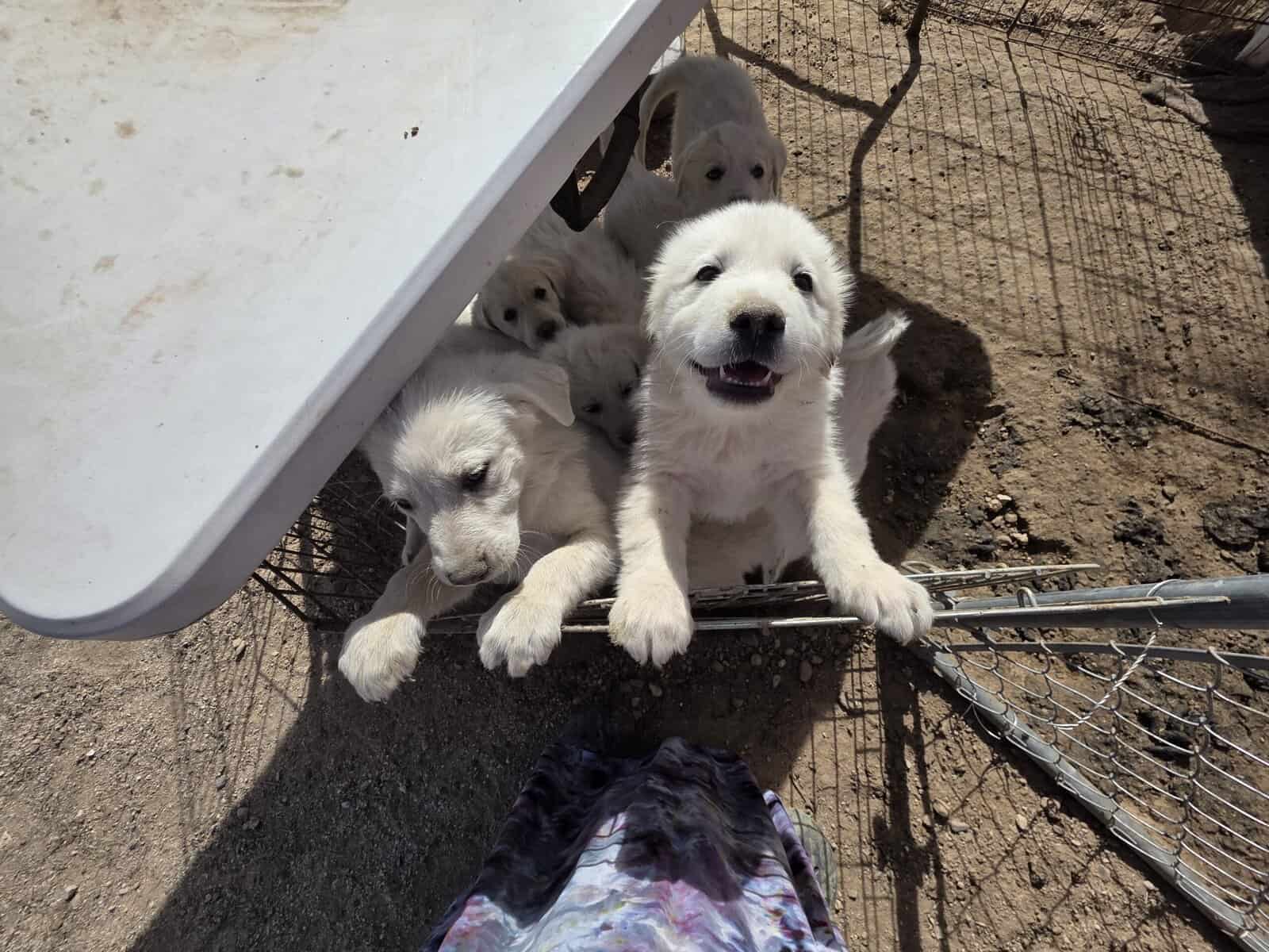 Great Pyrenees/Anatolian Puppies image 2