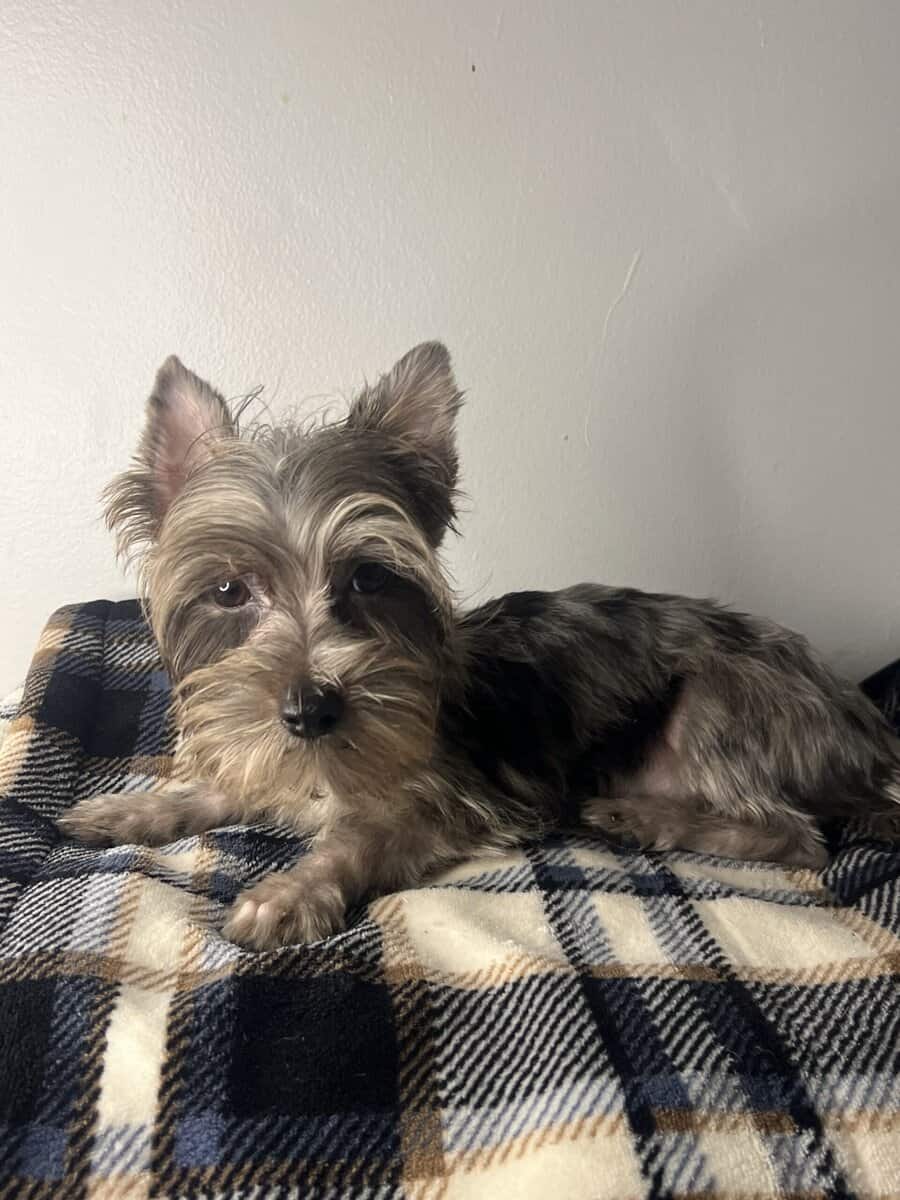 Available Yorkies image 2