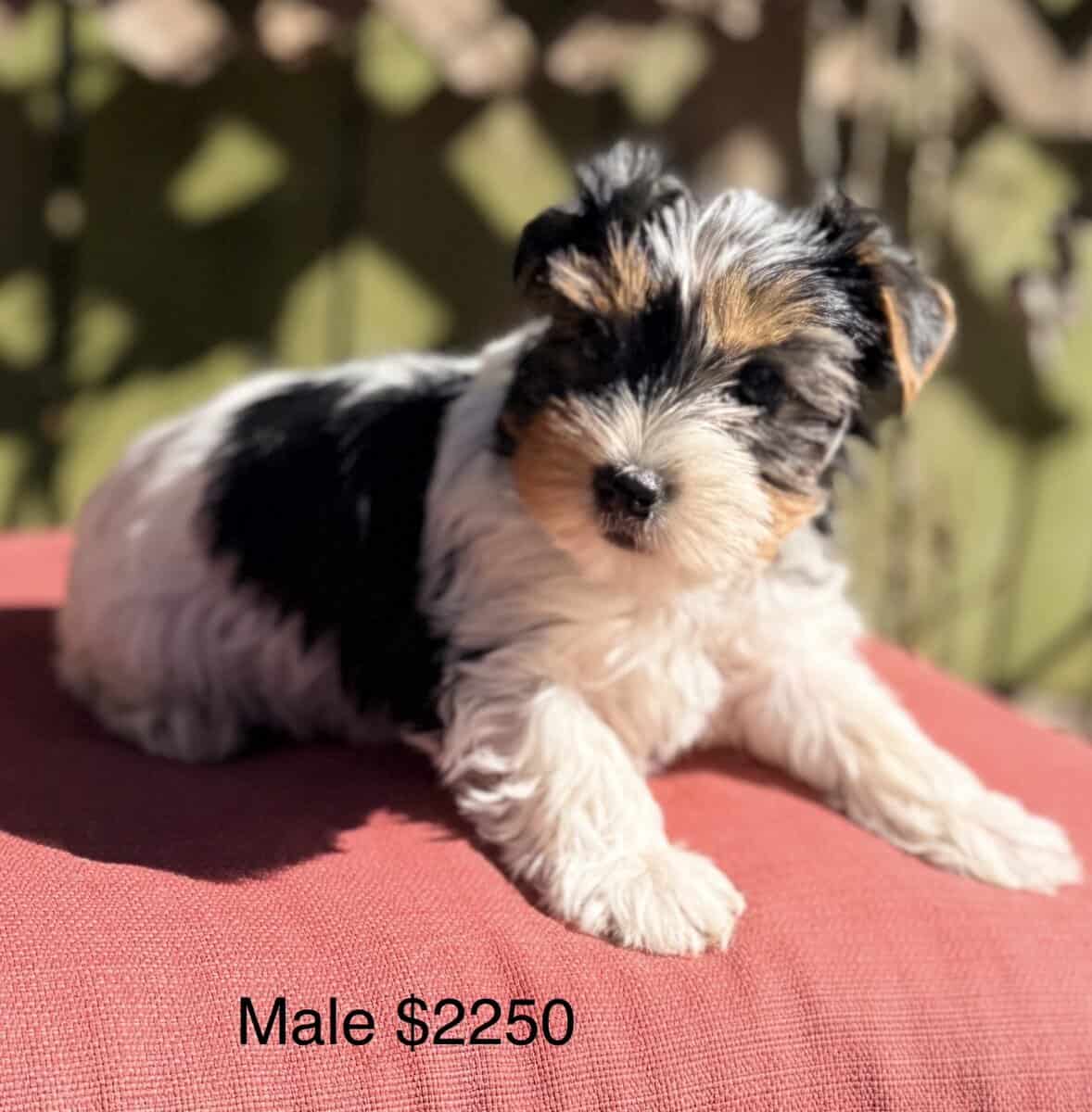 Eddie is quite the handsome fellow image 1