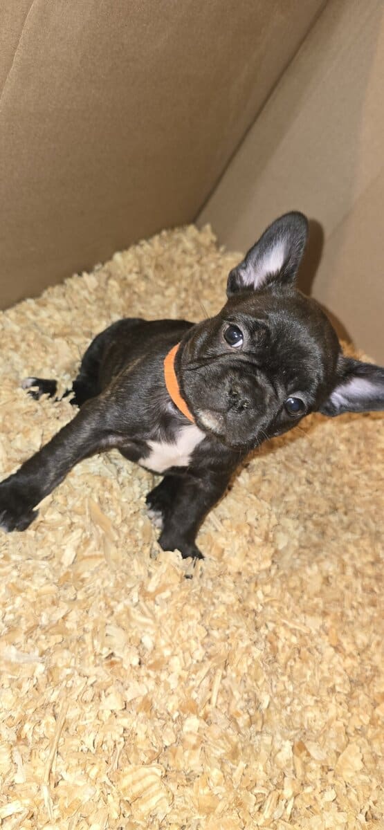 French Bulldog puppies image 4