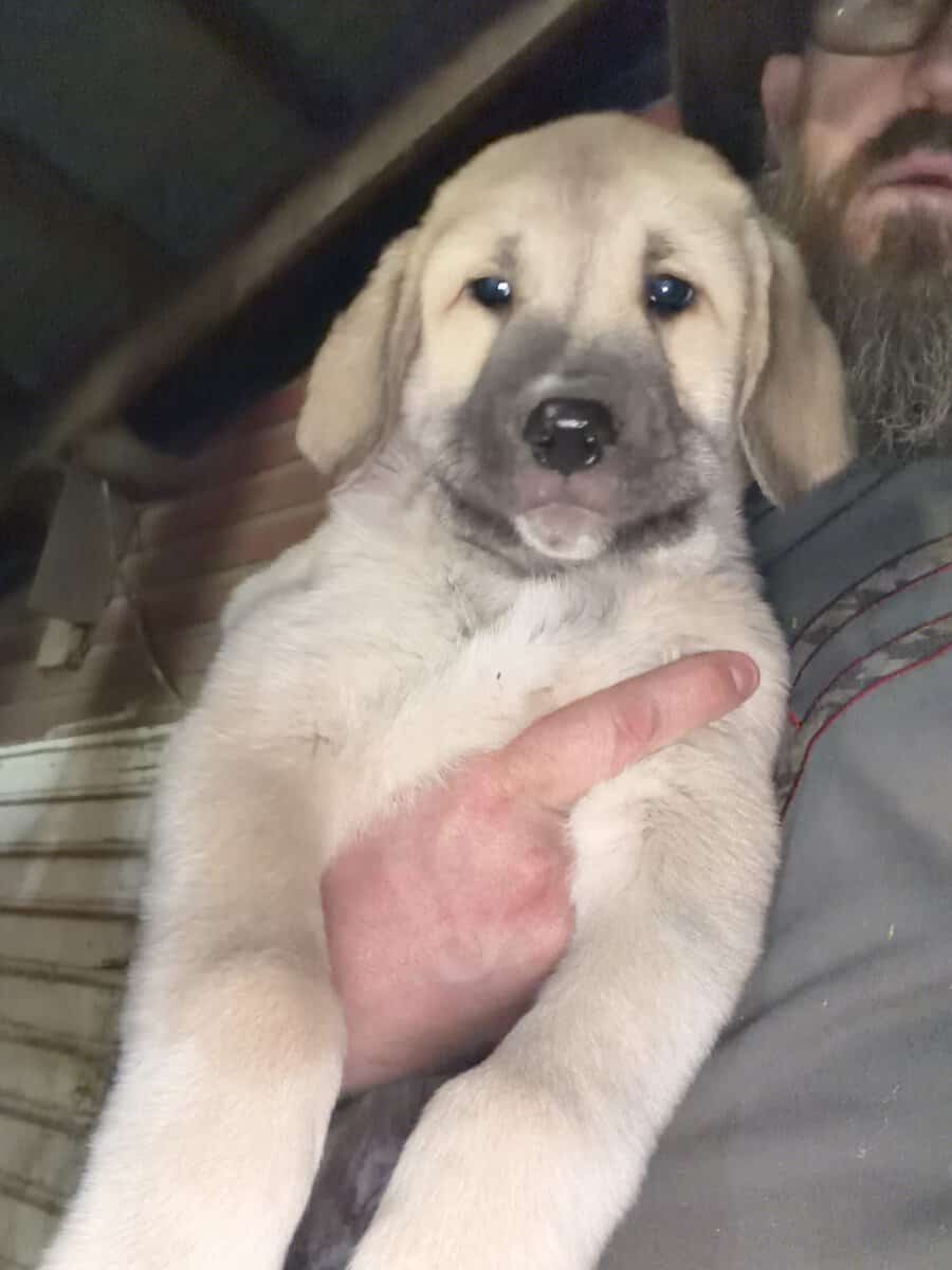 Large breed puppies image 3