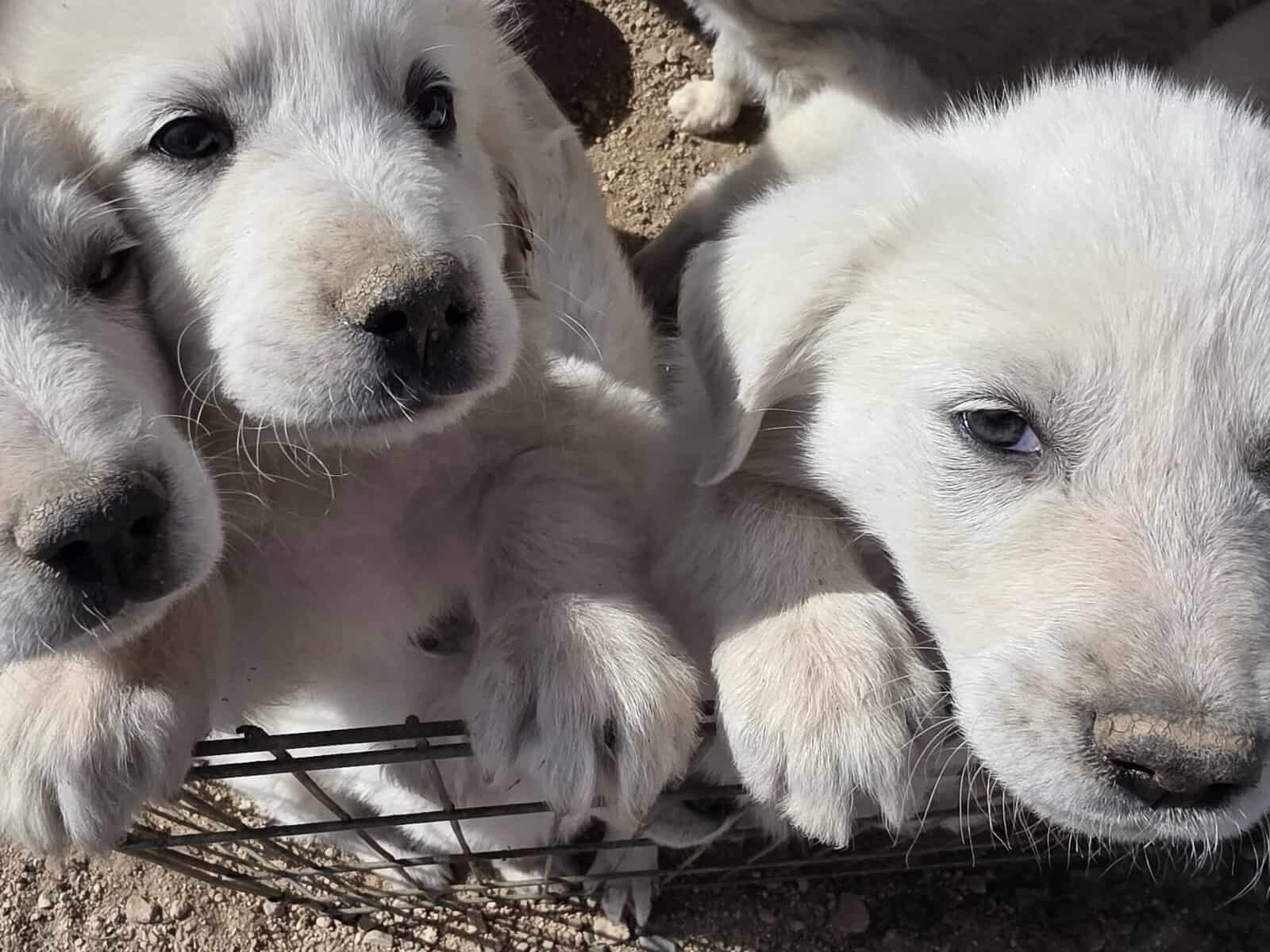 Great Pyrenees/Anatolian Puppies image 6