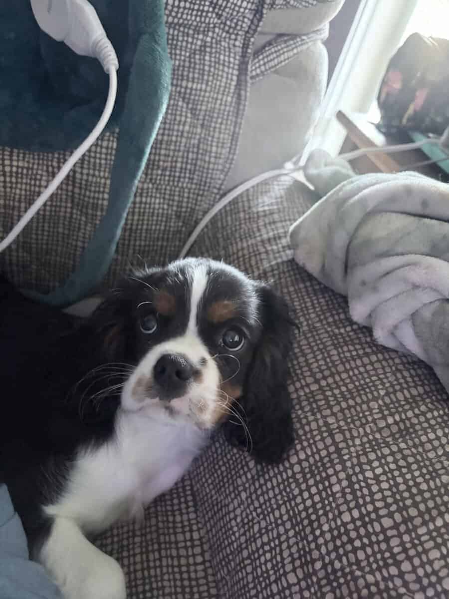 Puppies image 8