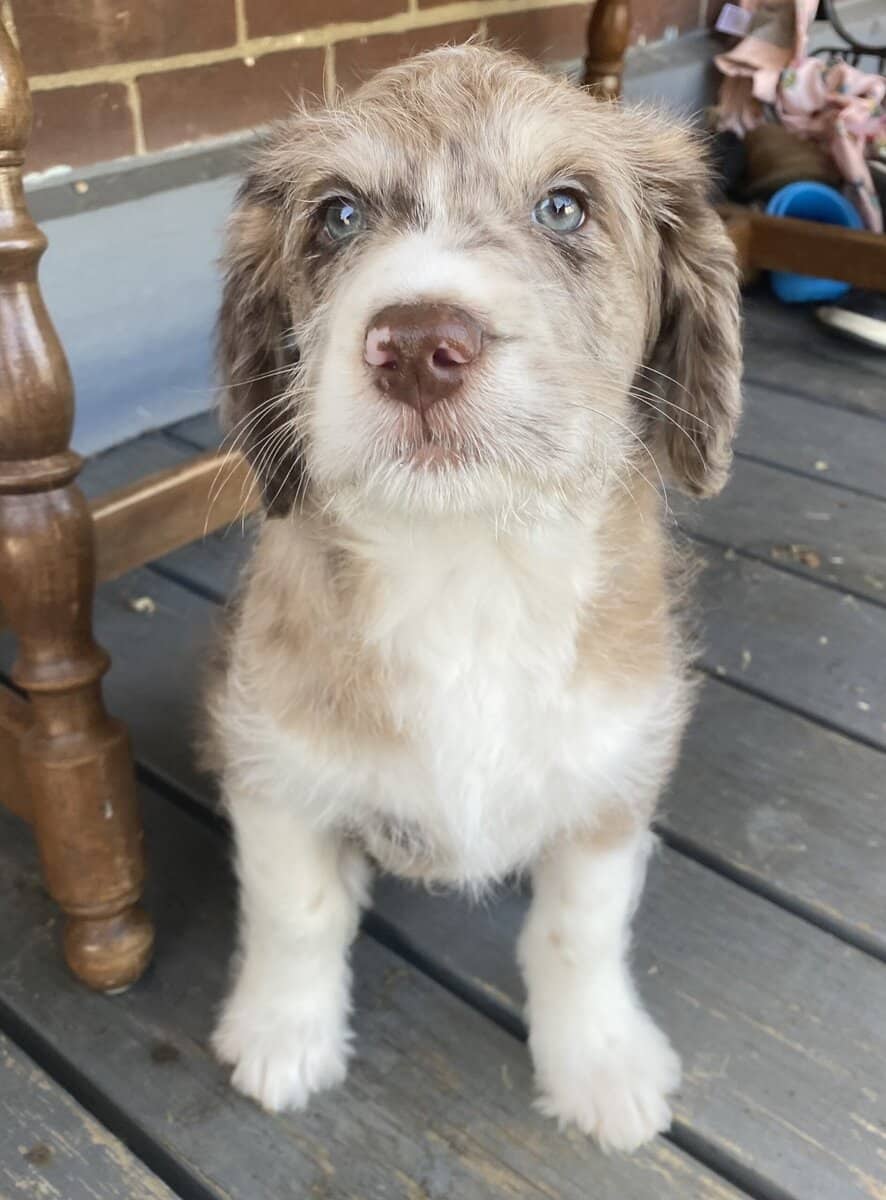 Boy Merle Aussiedoodle Puppy image 2