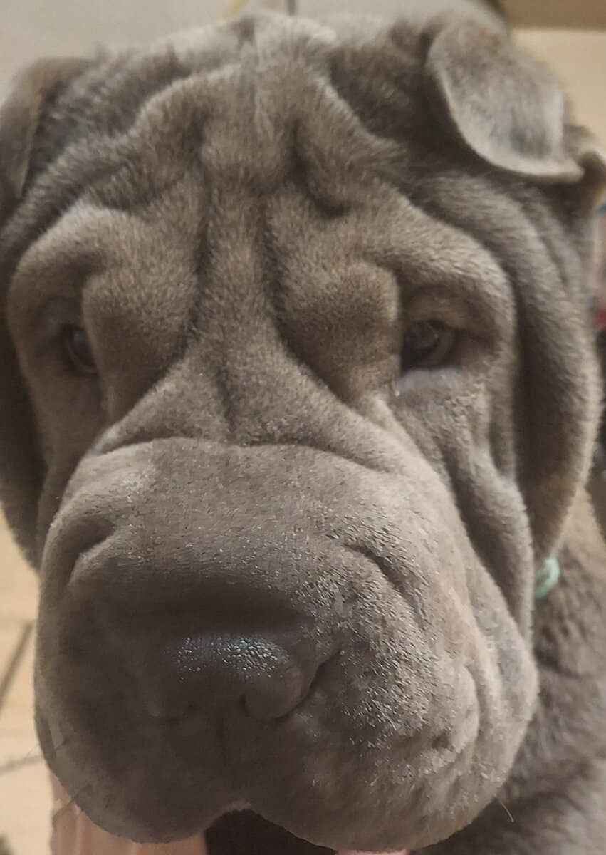 Shar Pei Rehoming image 1