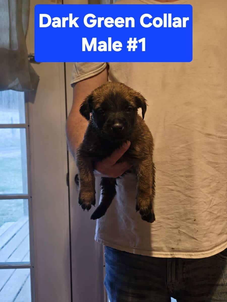 Belgian Malinois/Cane Corso Puppies image 2