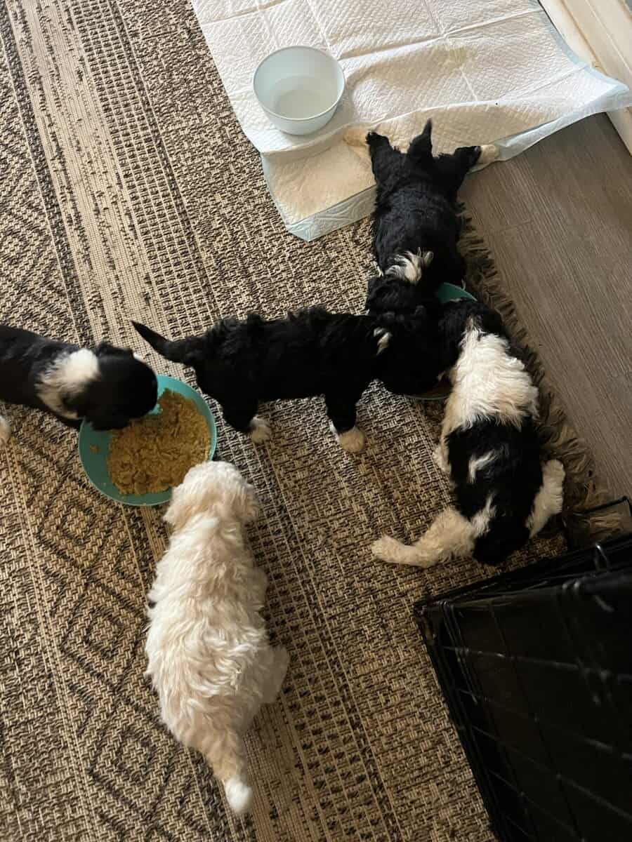 Maltipoo puppies image 4