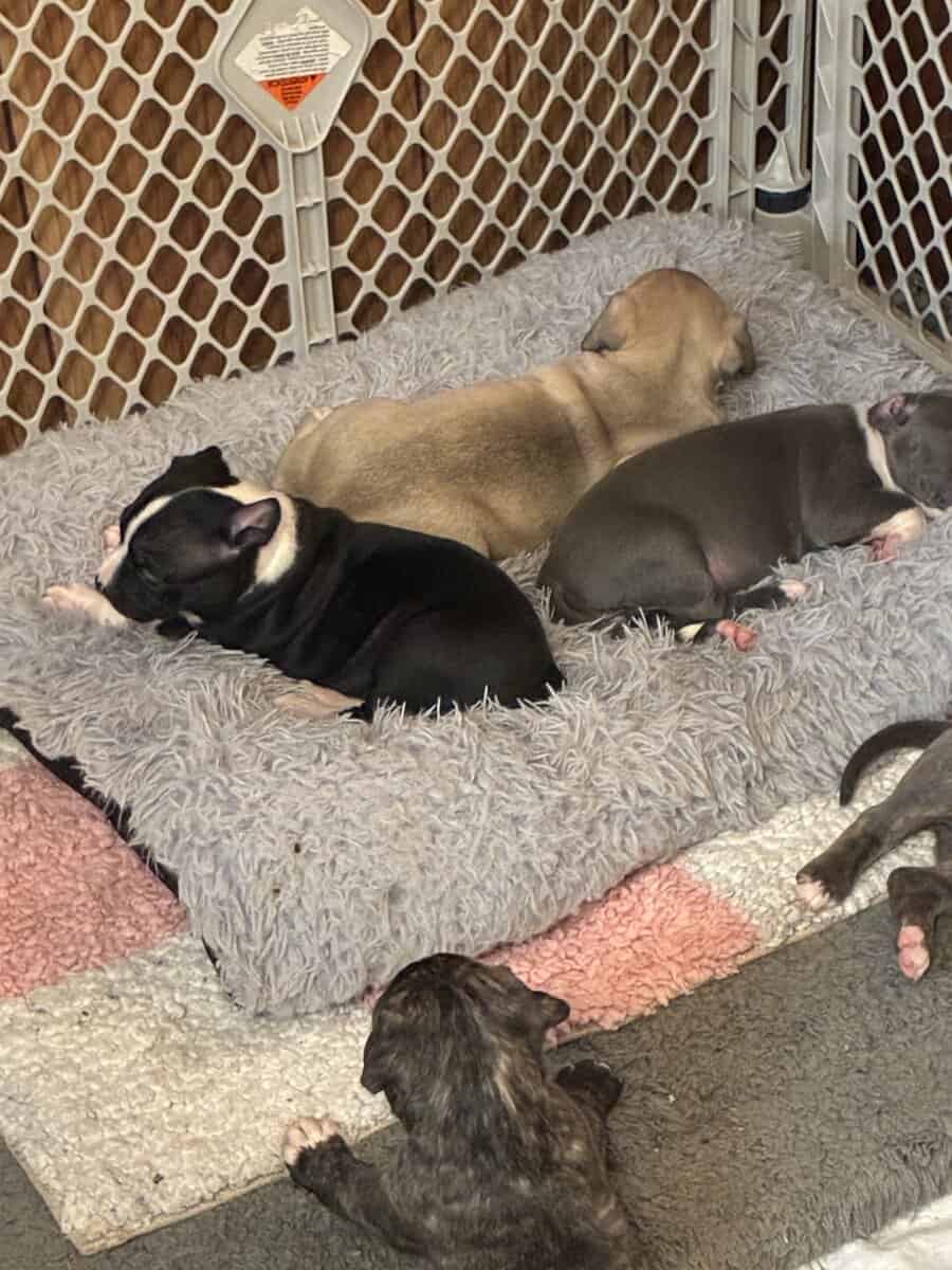 Pitbull puppies image 9