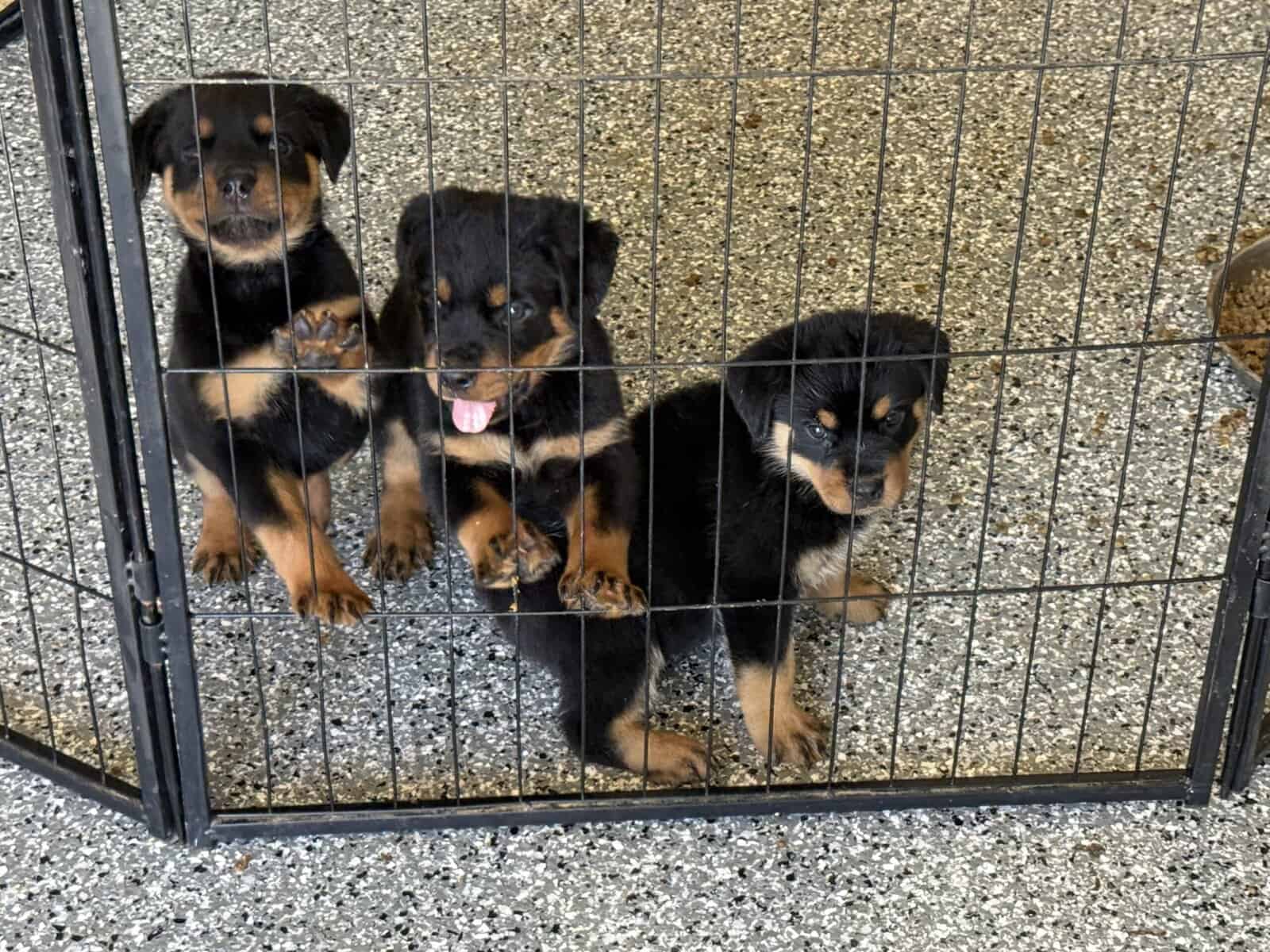 Rottweiler Pups image 8