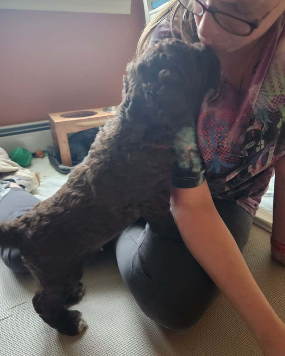 Labradoodle F1b puppies image 5