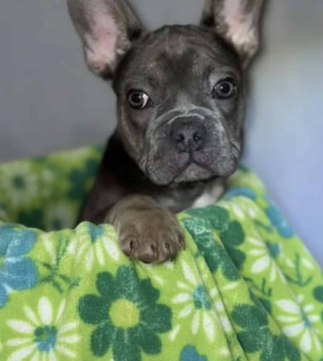 French Bulldog - Oliver image 2