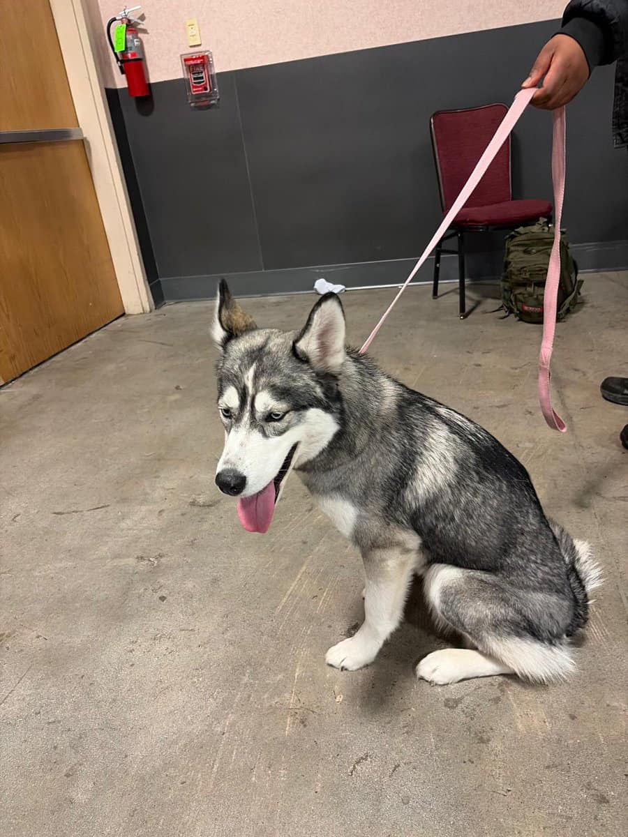 Husky siberian well trained image 1