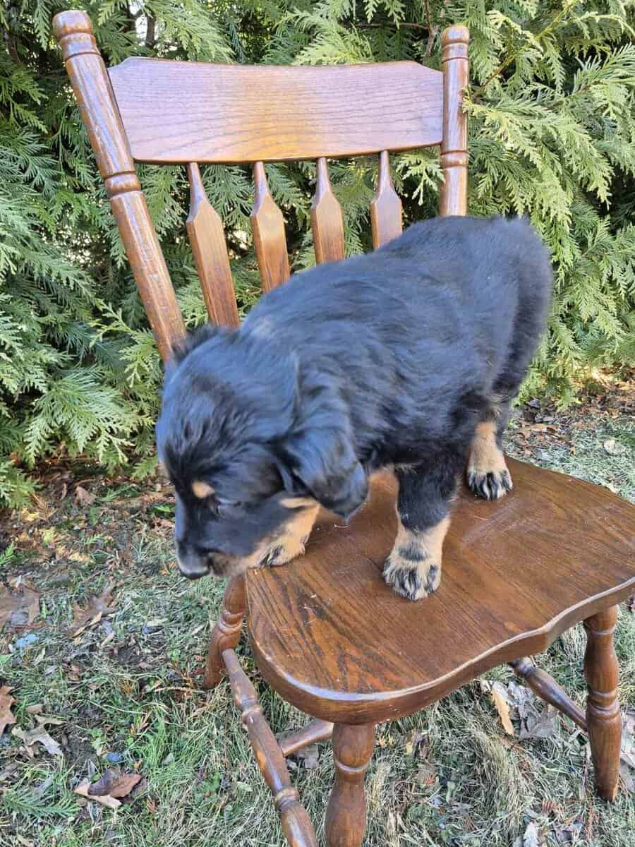 English Shepherd Puppy Cooper image 4