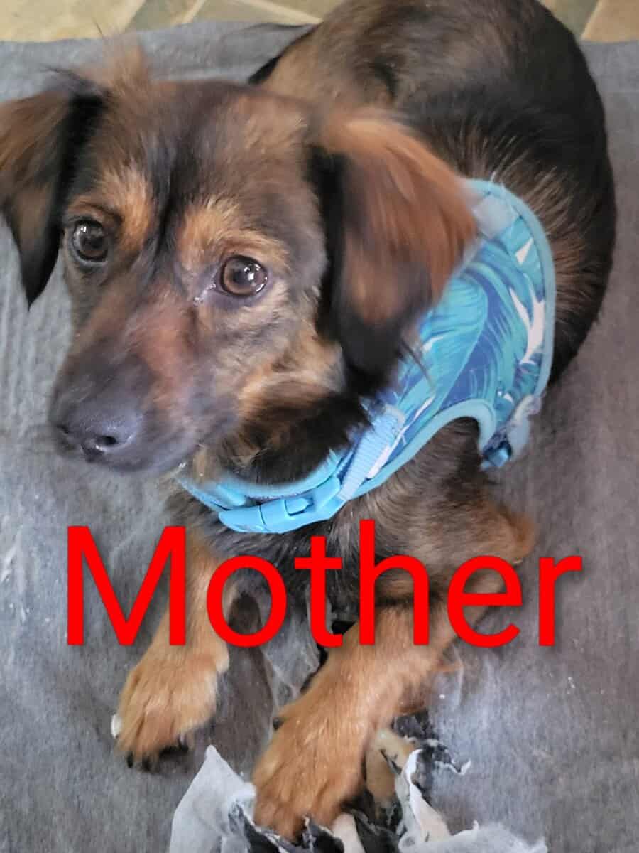 Adorable Male Chiweenie puppy 🐶 (Last One) image 6