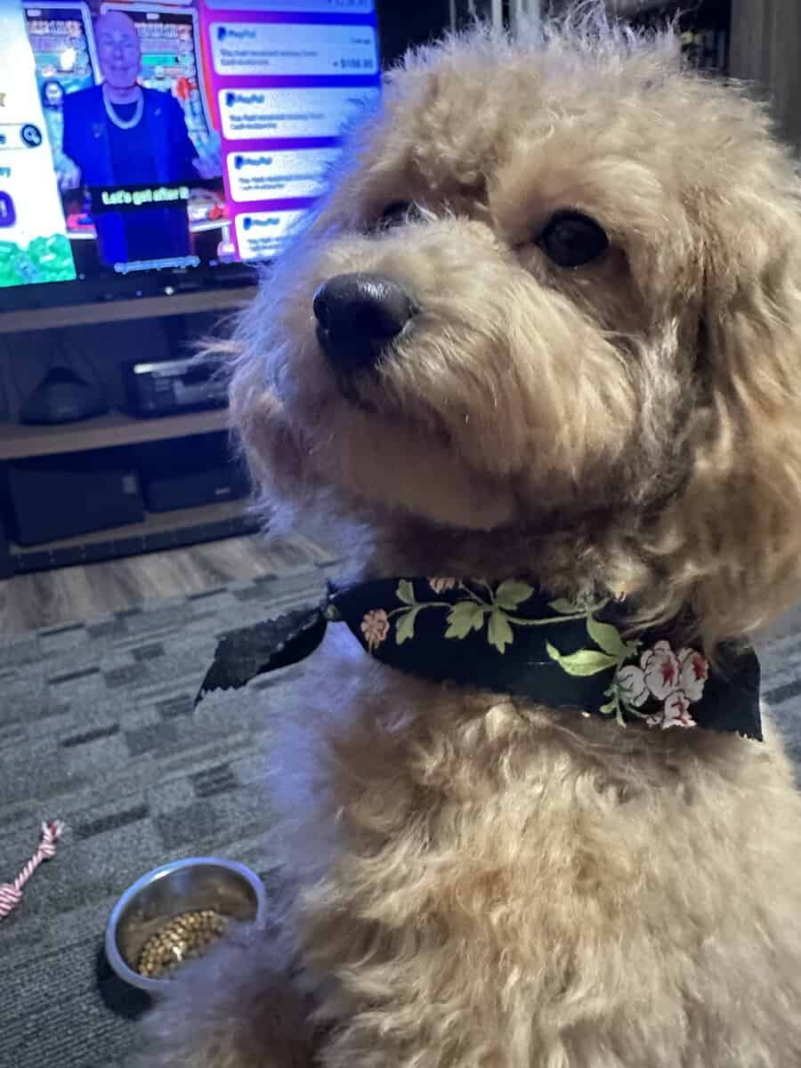Female-Maltipoo image 2