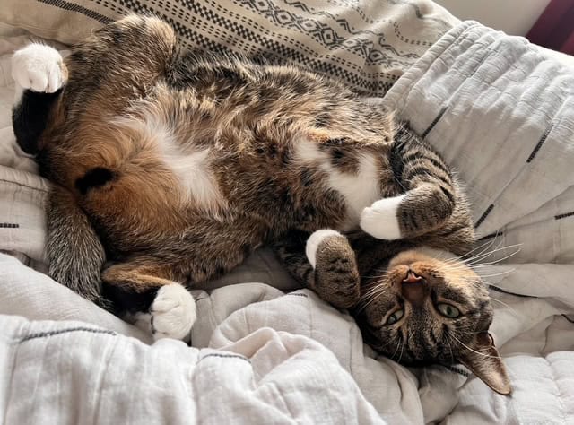 Nova - A Sweet 4yo Cat Needs a New Home! image 4