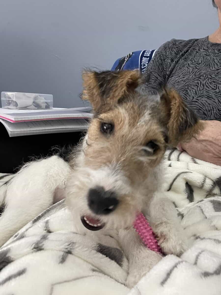 AKC Wire Fox Terrier image 1