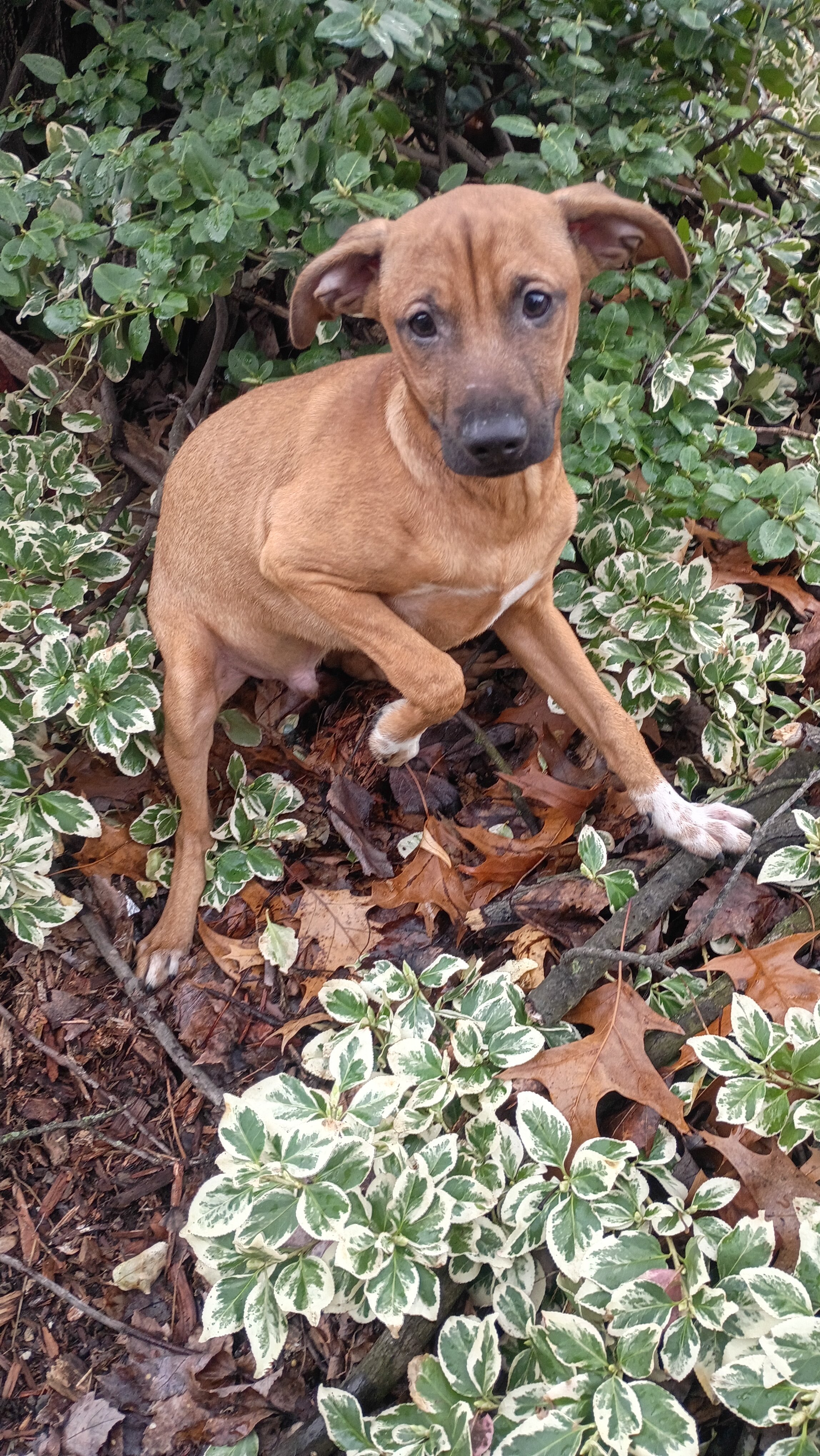 Chihuahua mix puppies for forever home image 7