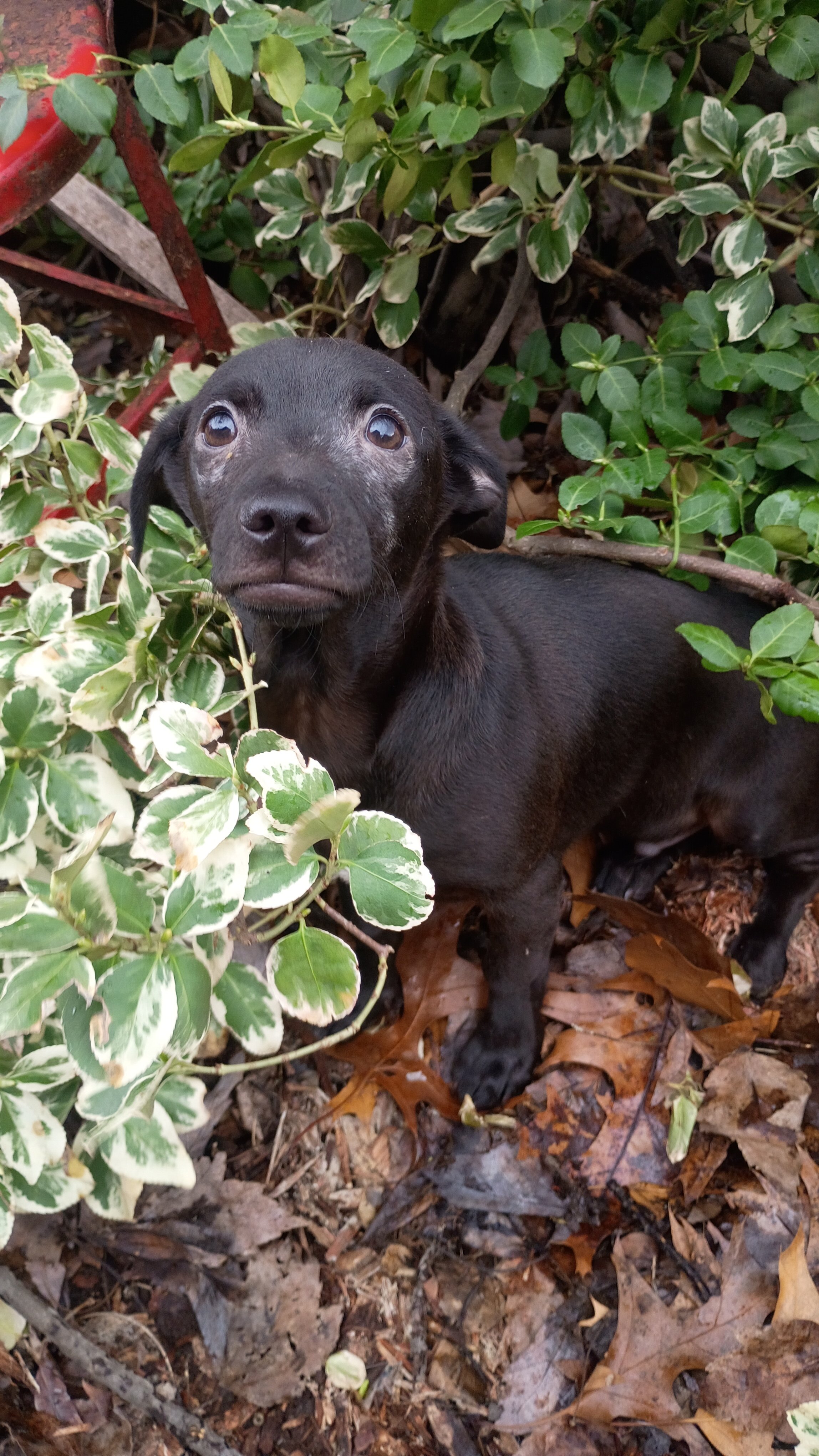 Chihuahua mix puppies for forever home image 4