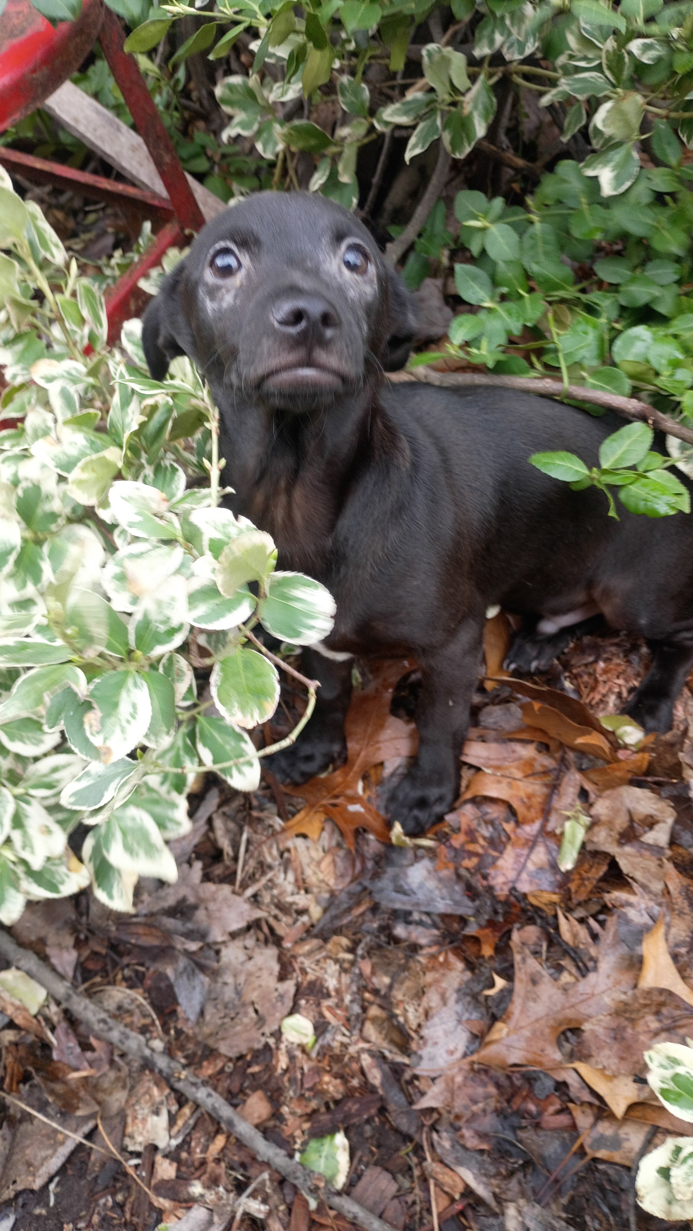 Chihuahua mix puppies for forever home image 5