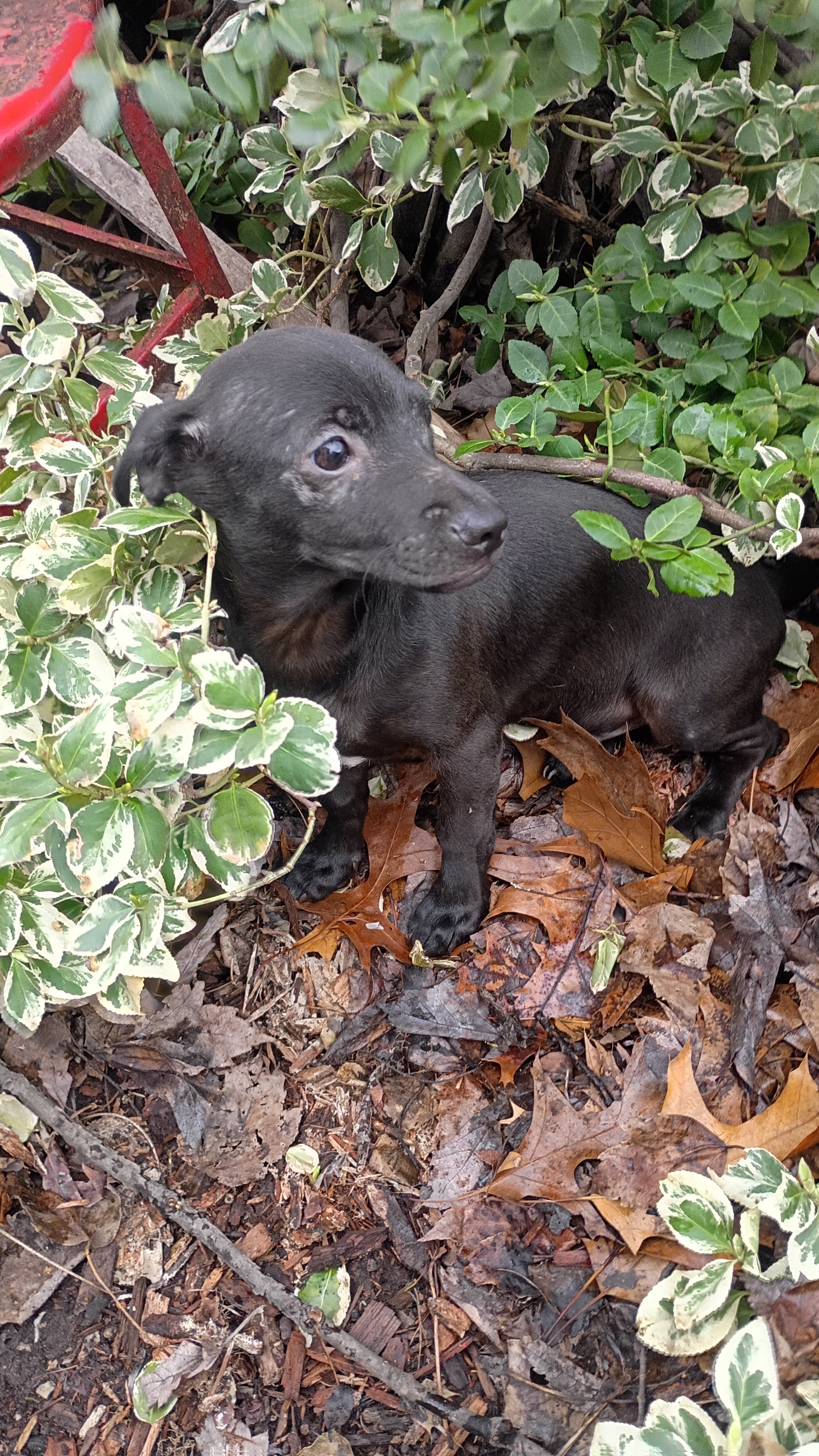 Chihuahua mix puppies for forever home image 6