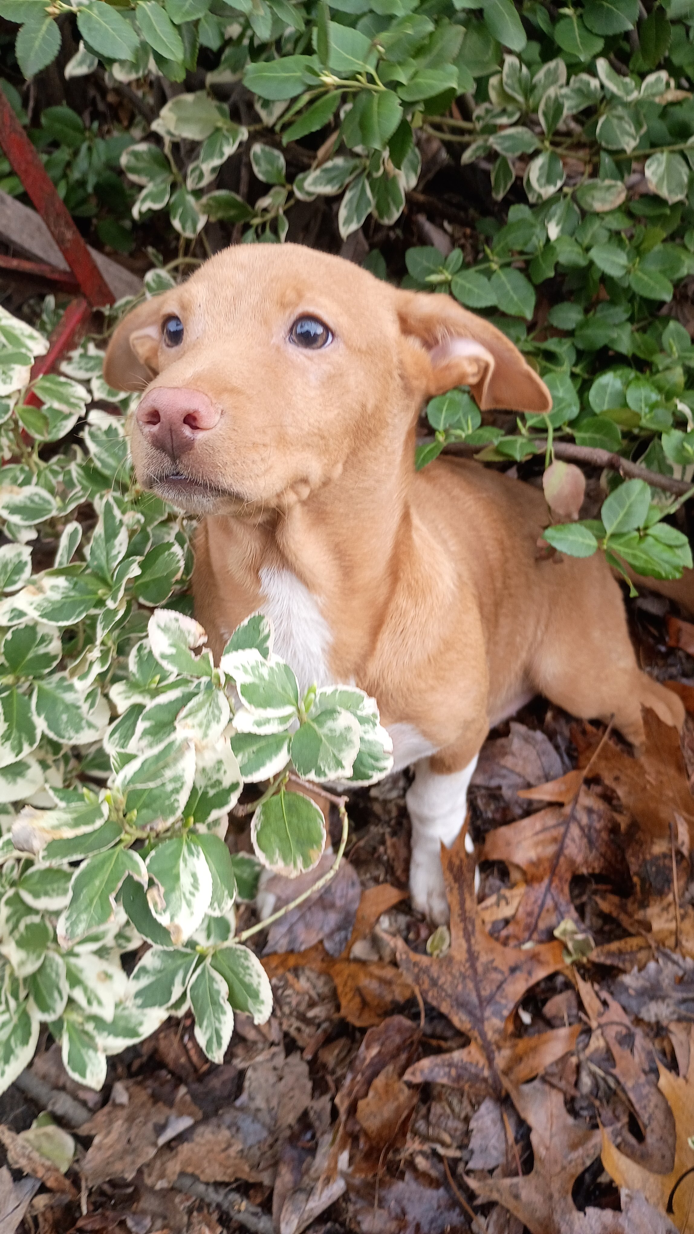 Chihuahua mix puppies for forever home image 1