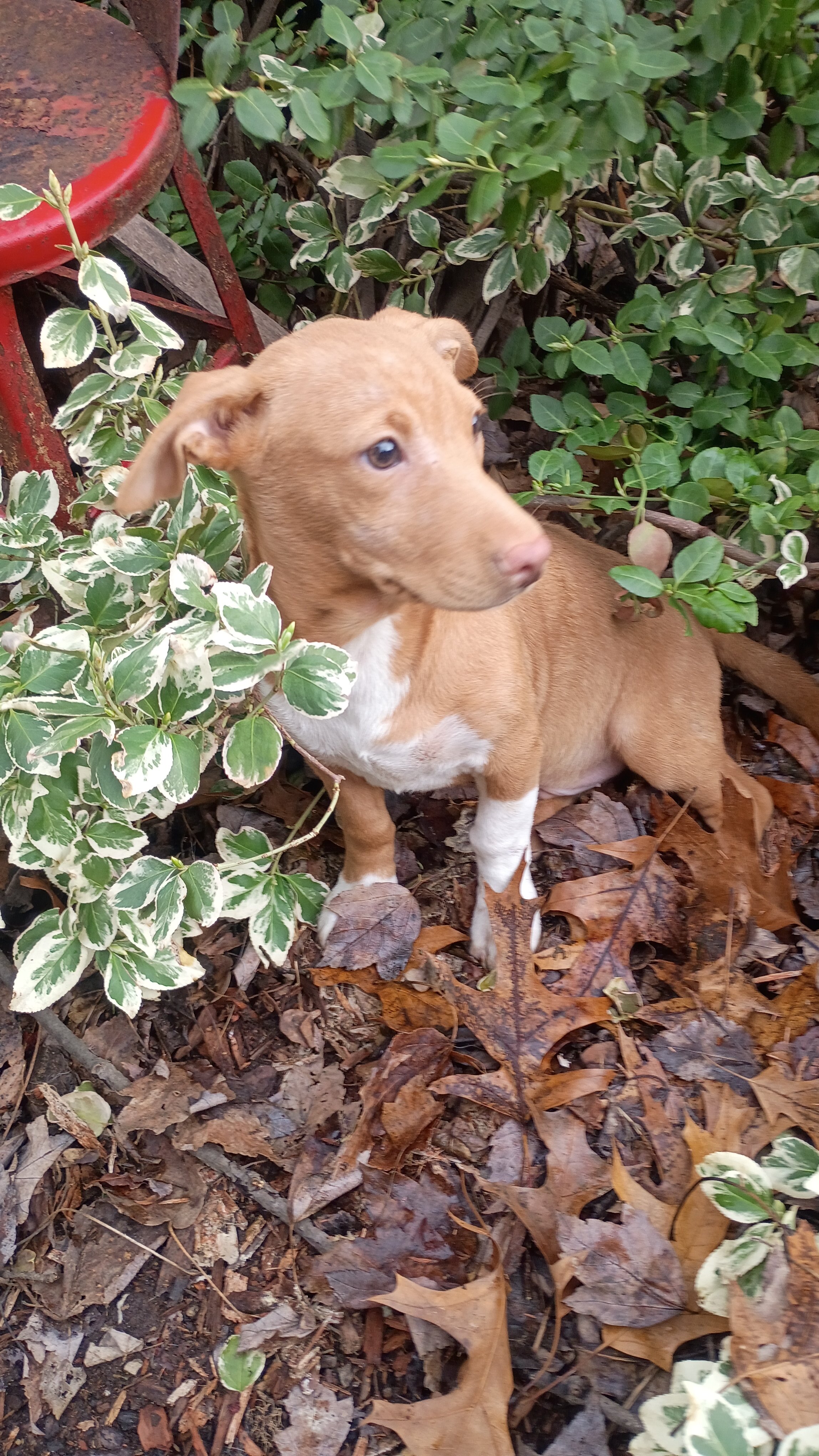 Chihuahua mix puppies for forever home image 2