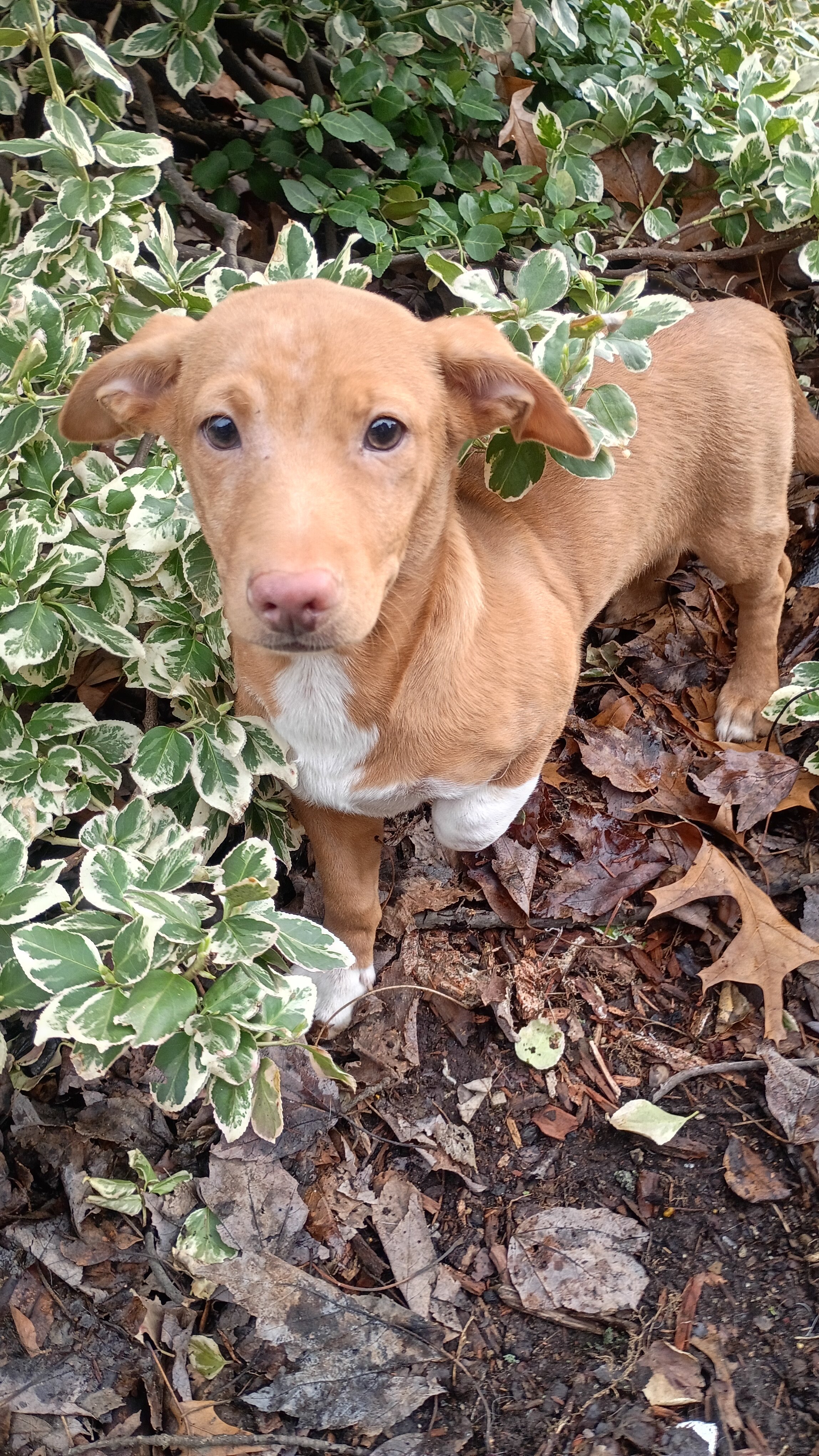 Chihuahua mix puppies for forever home image 3