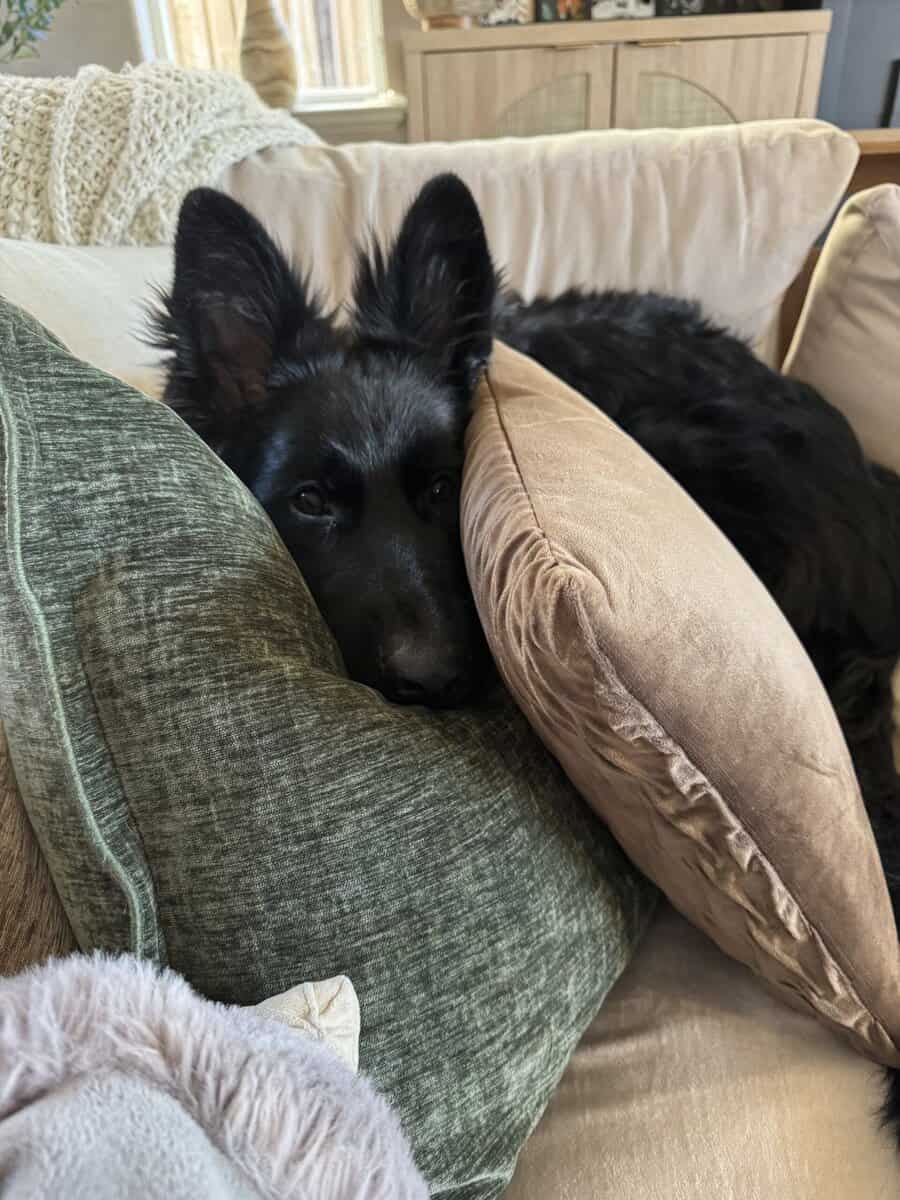 German Shepherd Puppy Rehoming image 1