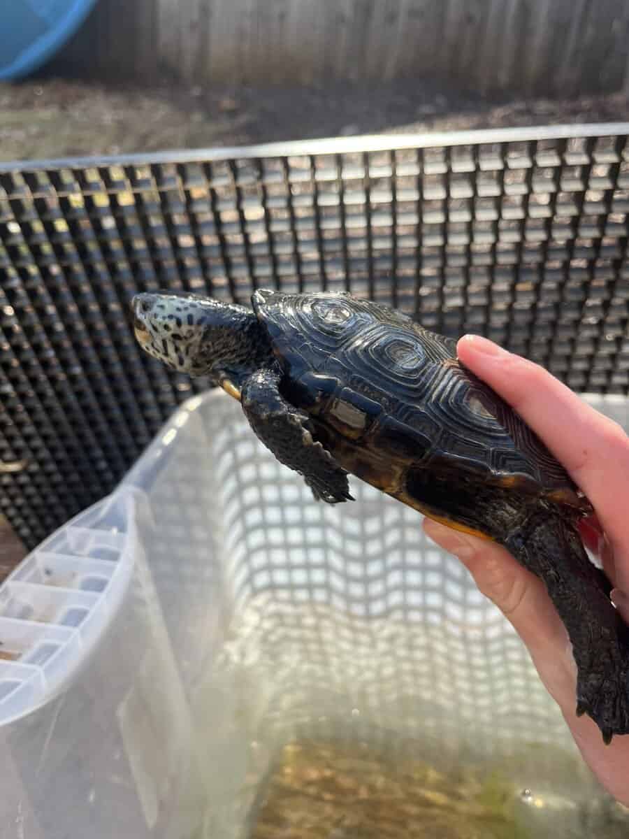Healthy adult female ornate diamond back terrapin image 6