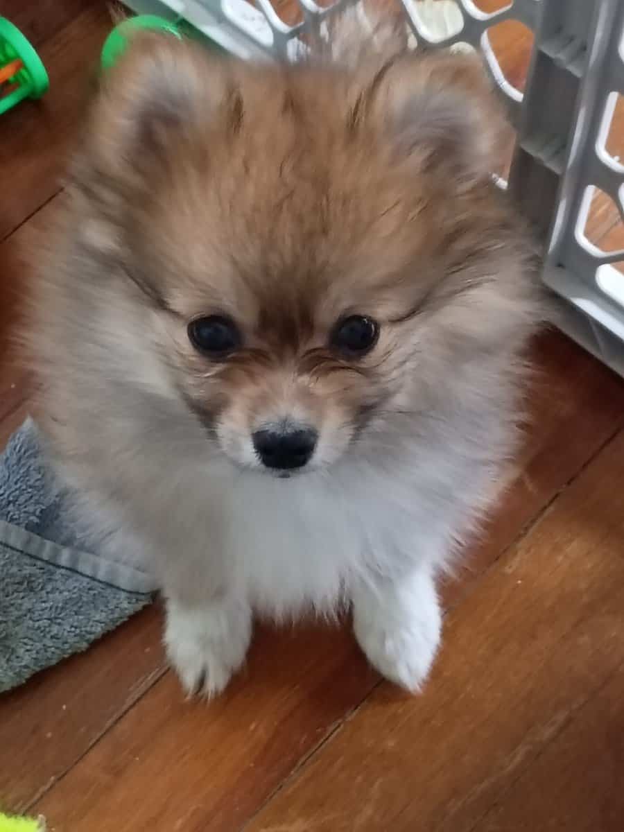 Eve the Pomeranian image 1