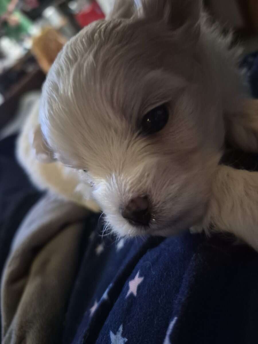 Pom bichon mix image 1