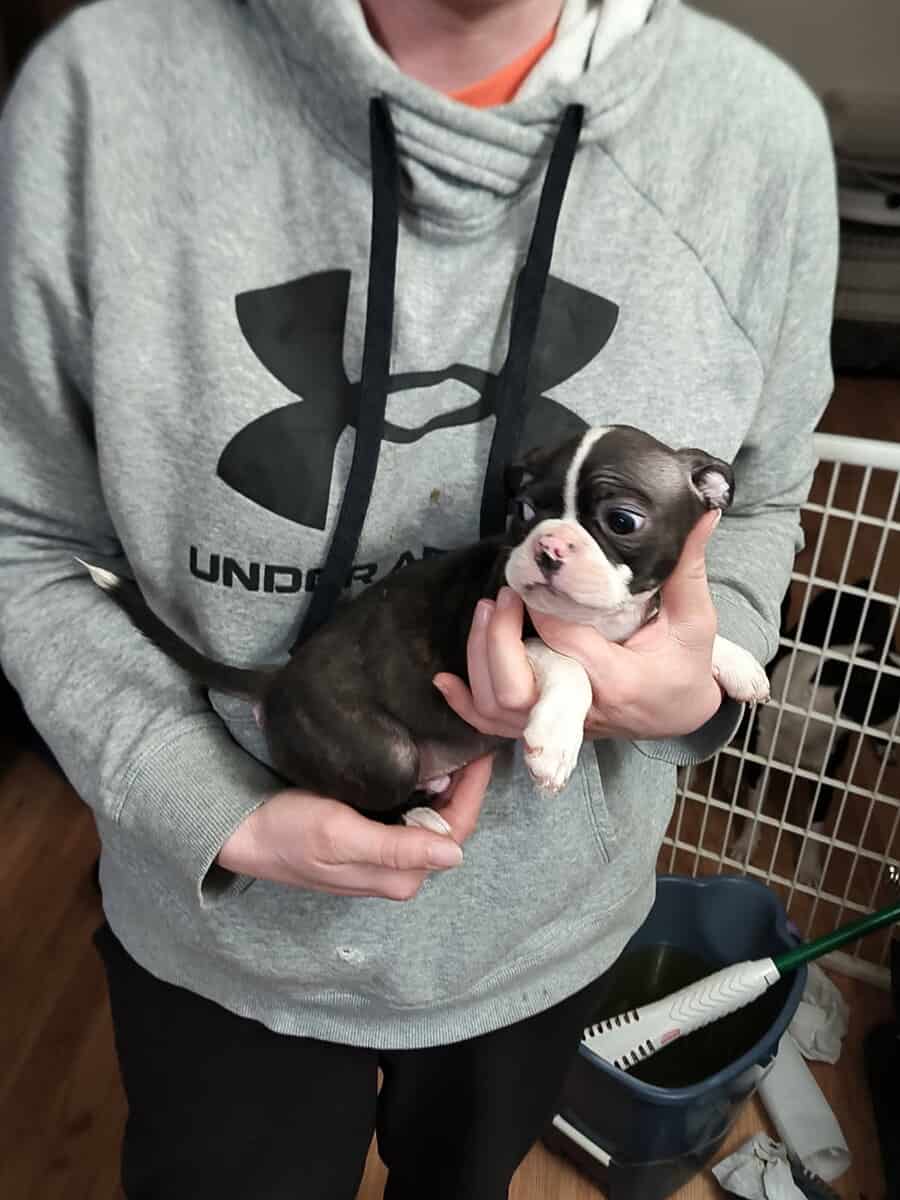 Boston terrier puppies image 4