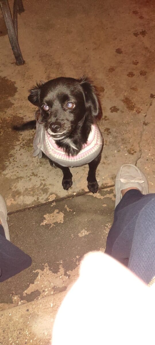 Miss Margo Urgently Needs A New Home image 1