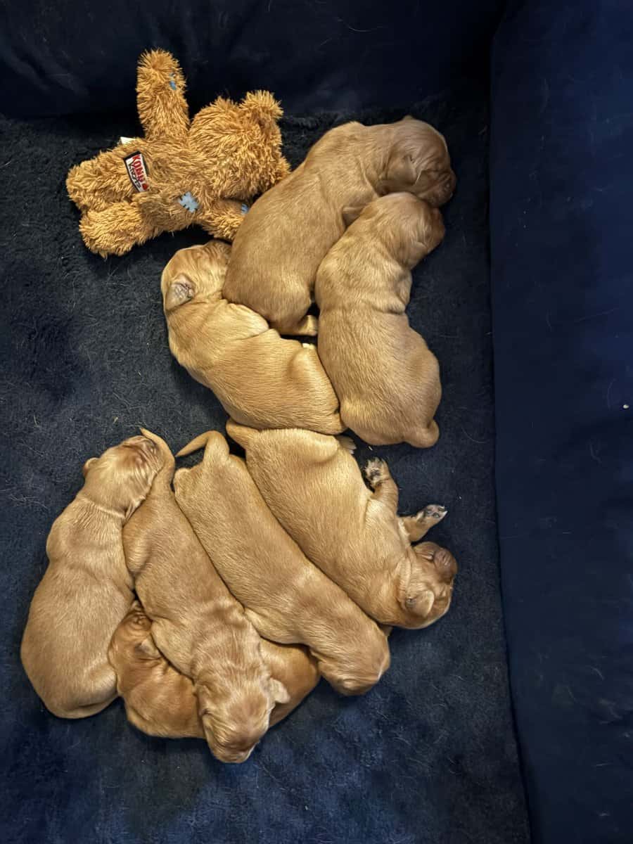 Golden retriever pups image 1
