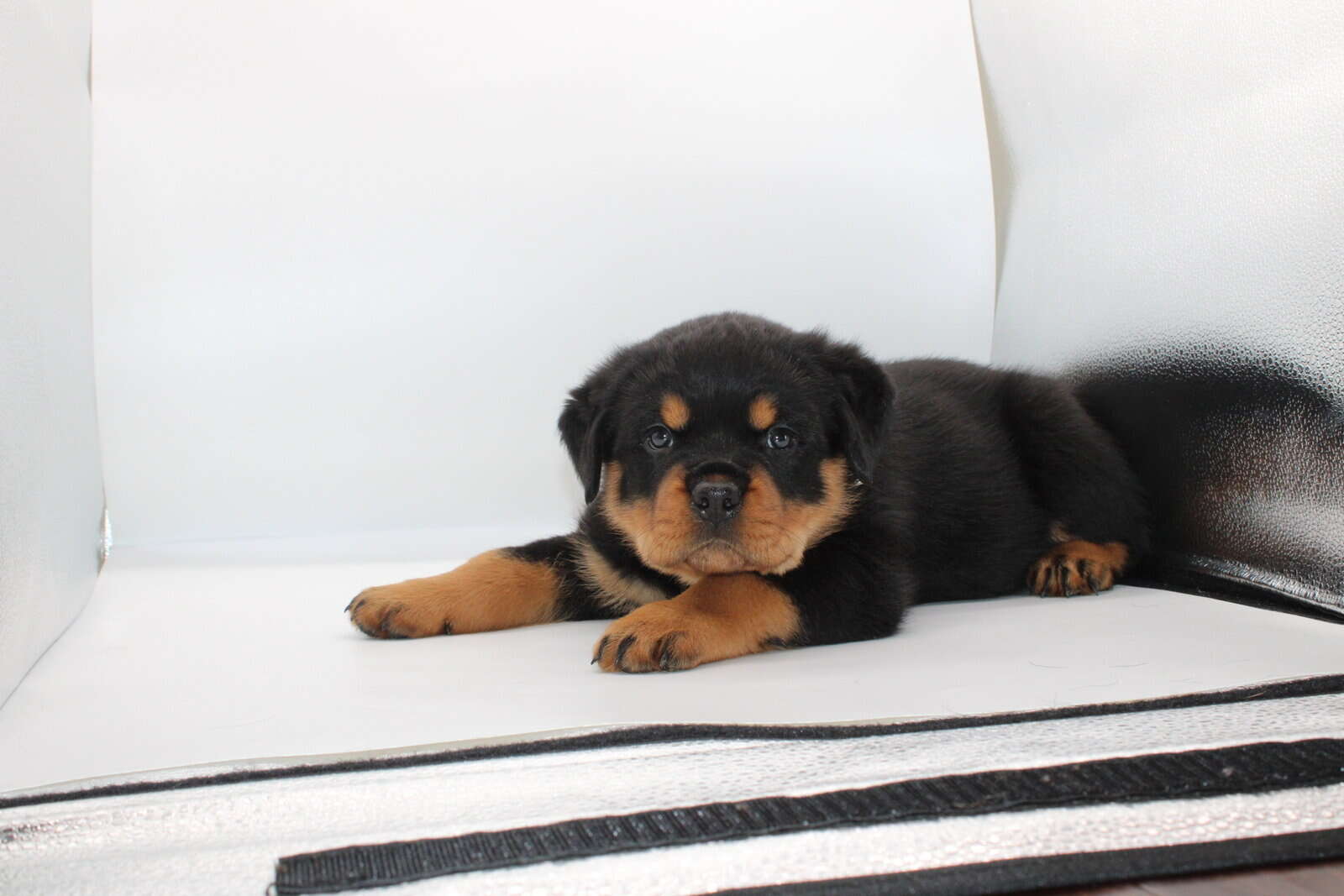 German Rottweiler image 3