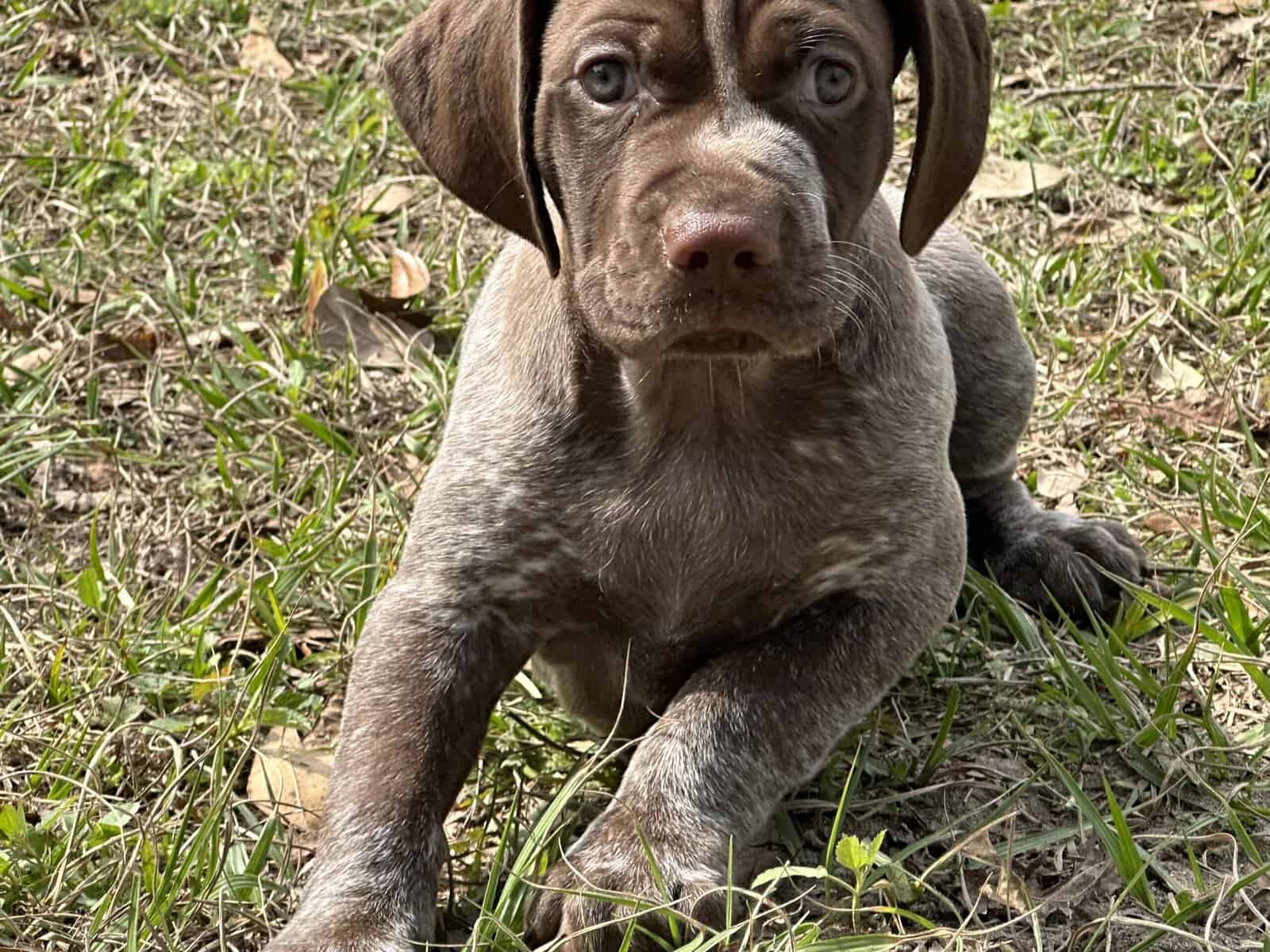 AKC GSP Little Boy image 2