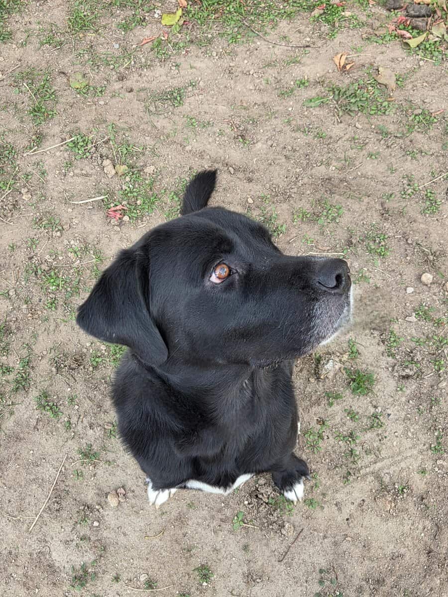"Buck" 2 yr Old Labrador/Saint Bernard image 1