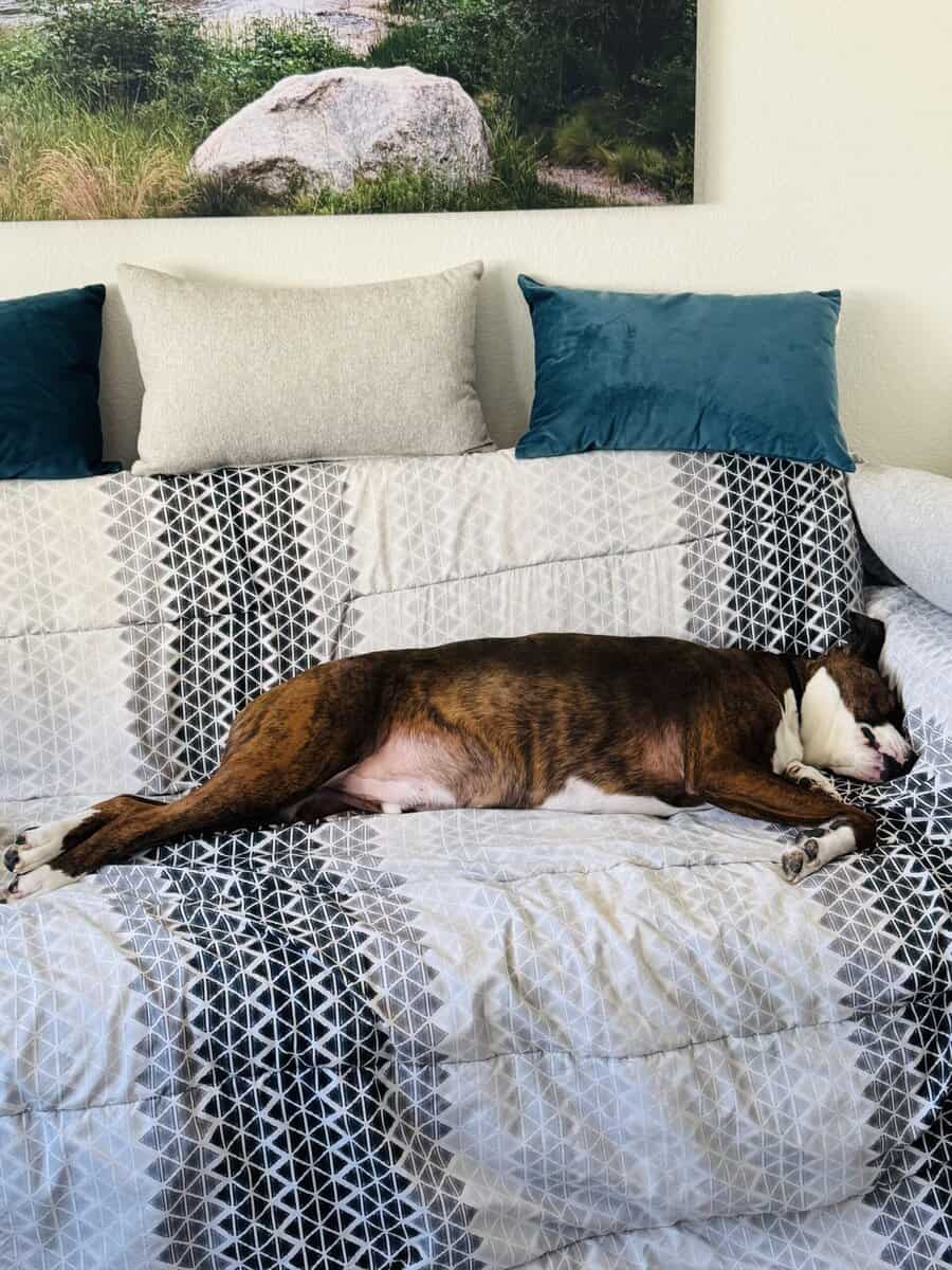 ReHome 3 YO Brindle Boxer Pit mix male altered image 2
