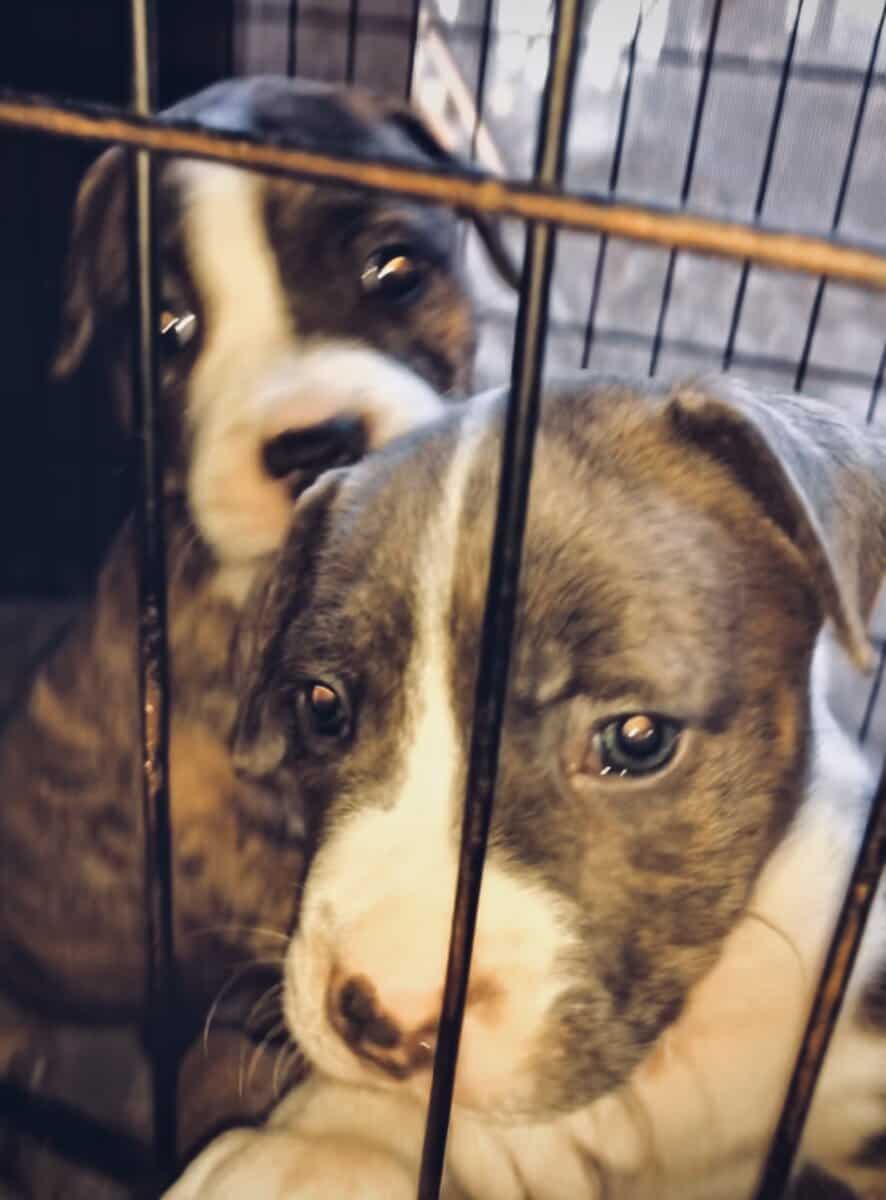 Puppies (PitBull) image 7