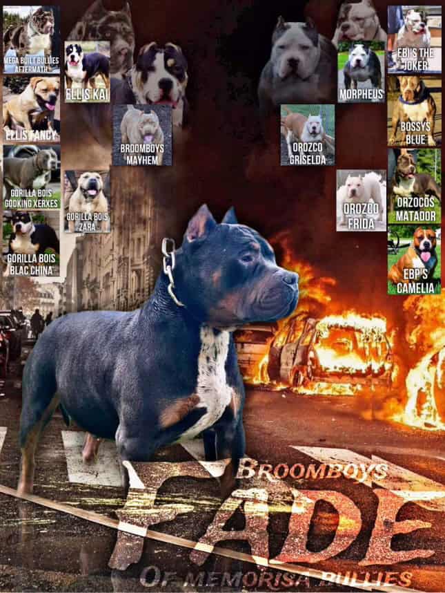 4 XL American Bully Males image 1