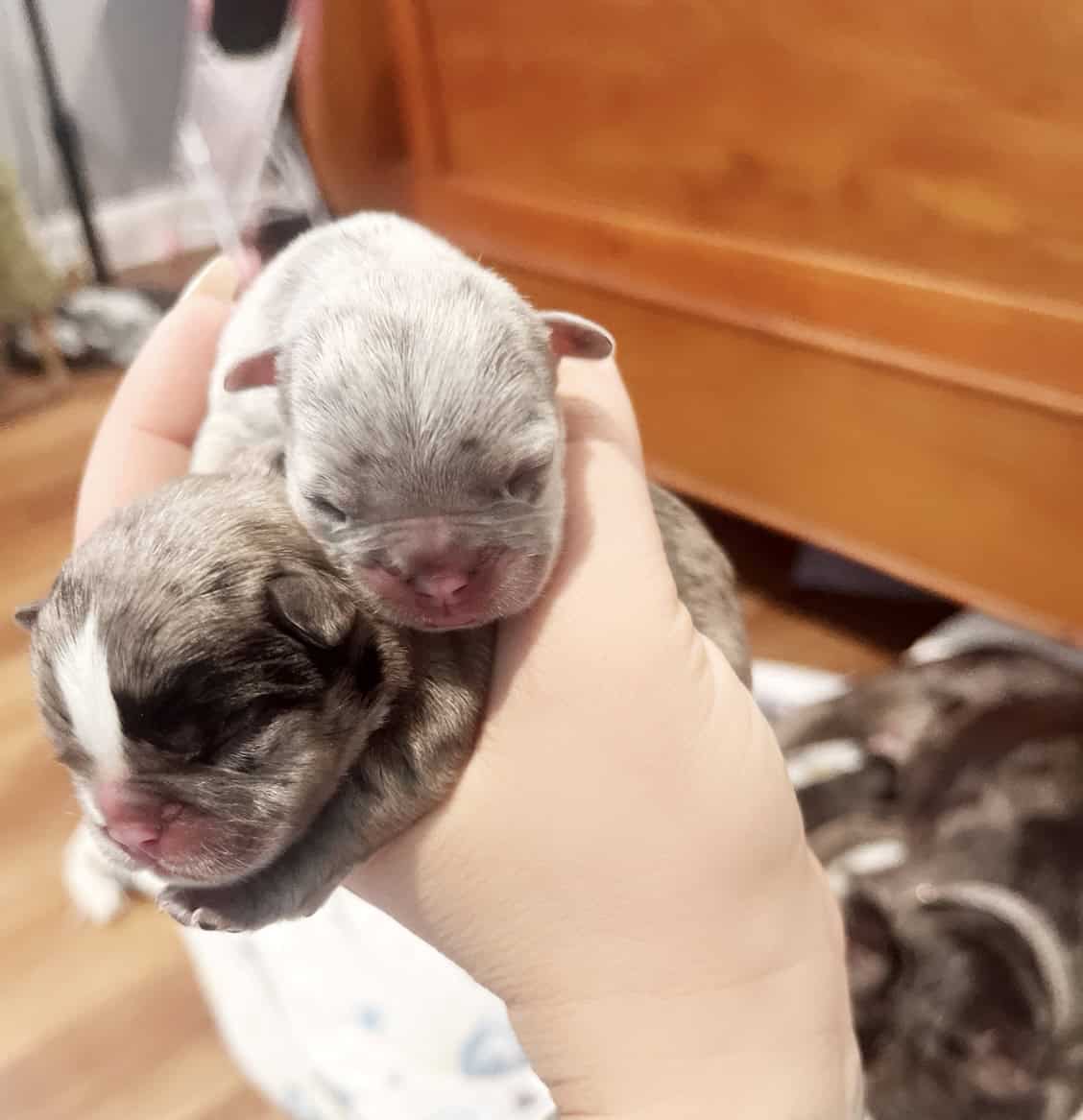 Frenchie puppies image 2