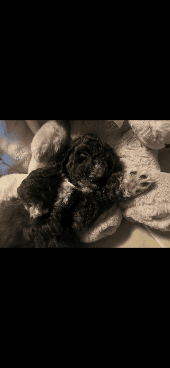 Poodle Puppies image 5