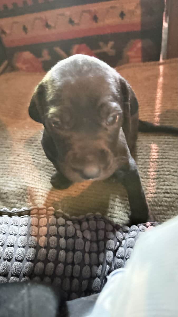 Purebred Cane Corso xGerman Shorthair Pointer (VA) image 10