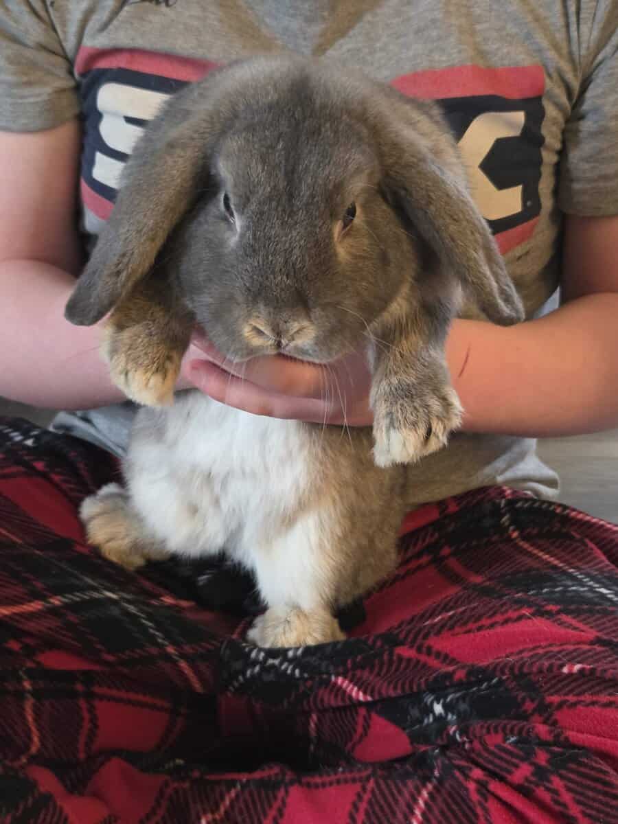 Mini lop image 4